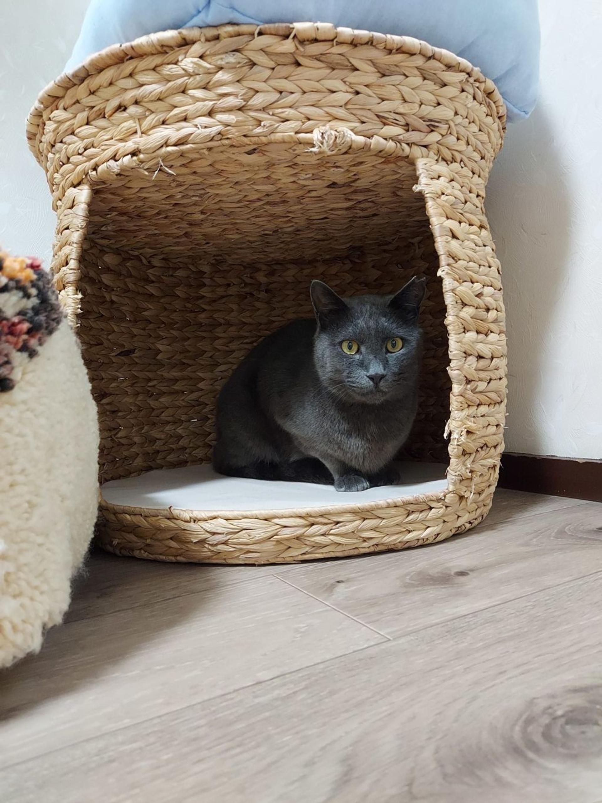 pet-image-8