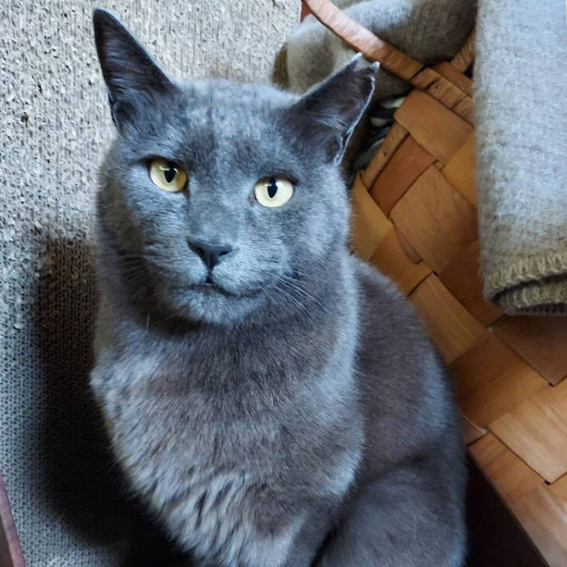 雑種（ミックス猫）・オスの里親募集の写真