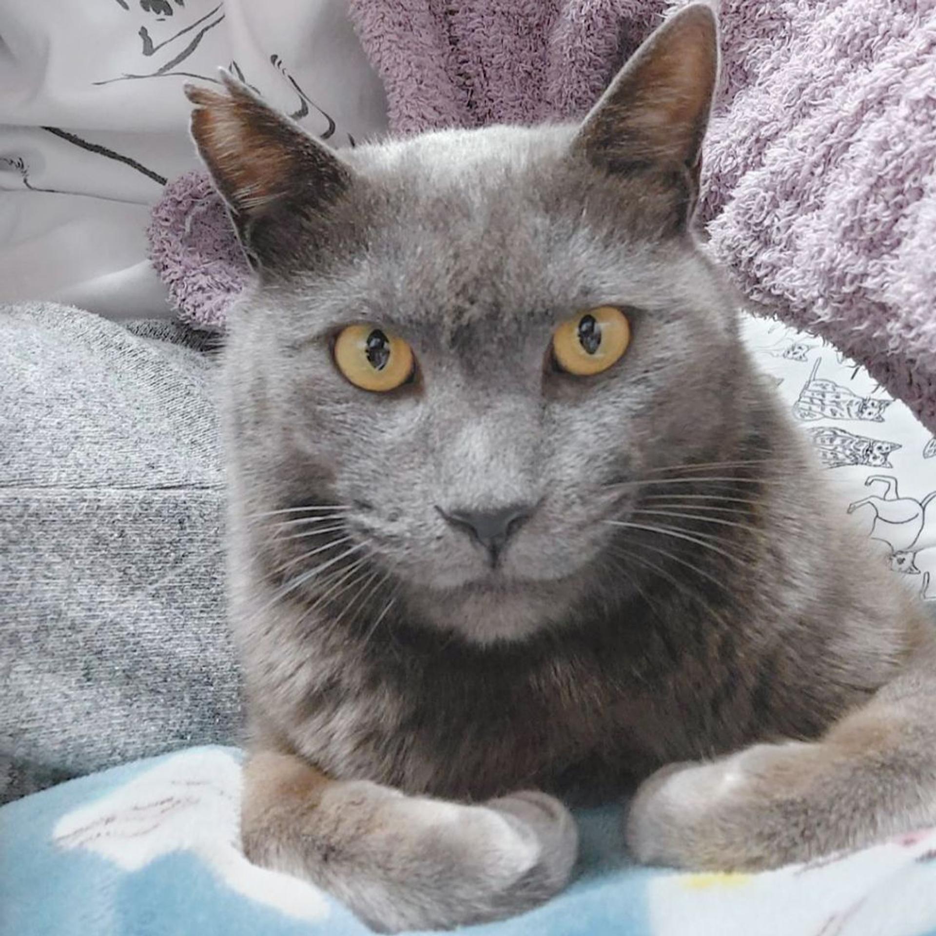 pet-image-2