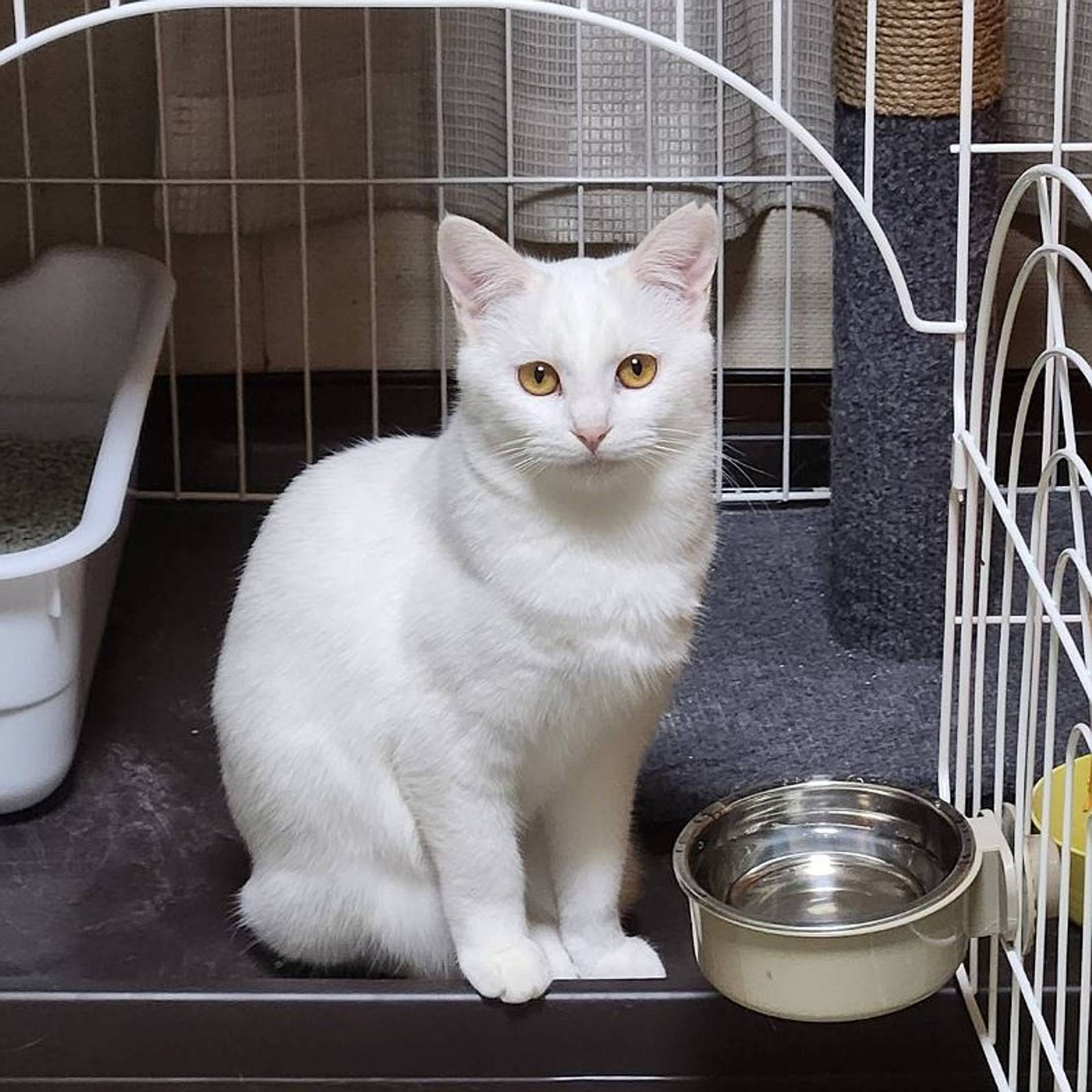 雑種（ミックス猫）・メスの里親募集の写真