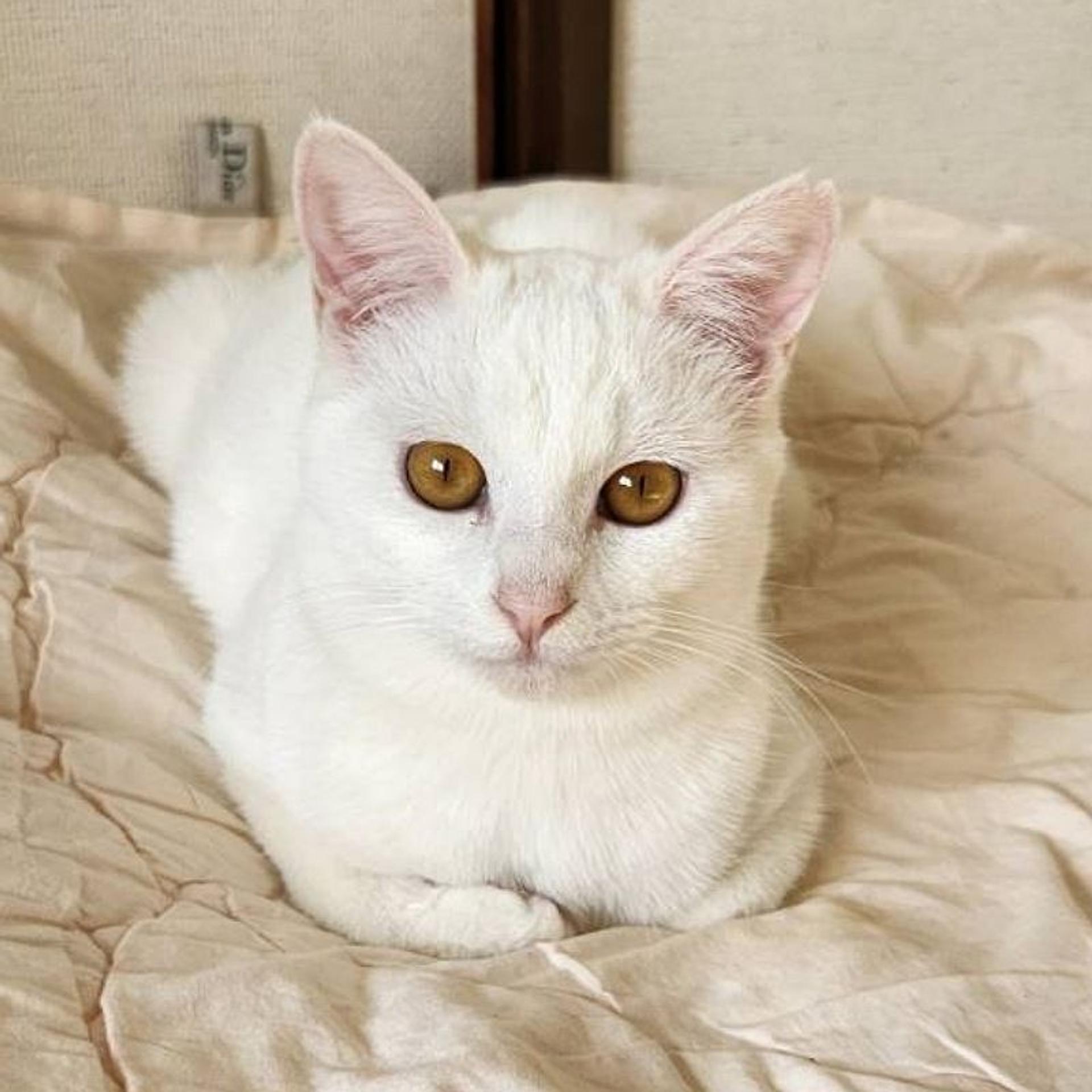 pet-image-3