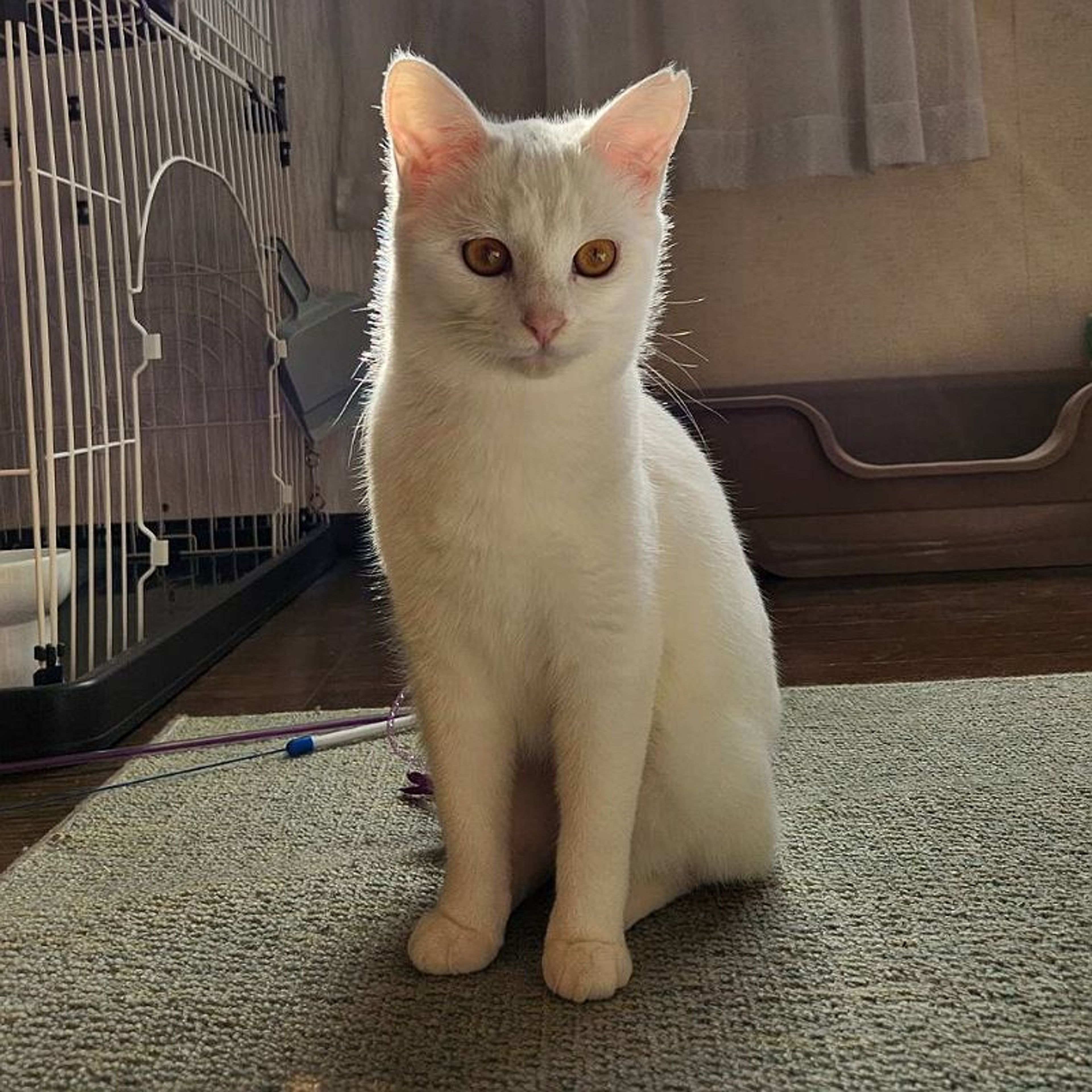 pet-image-5