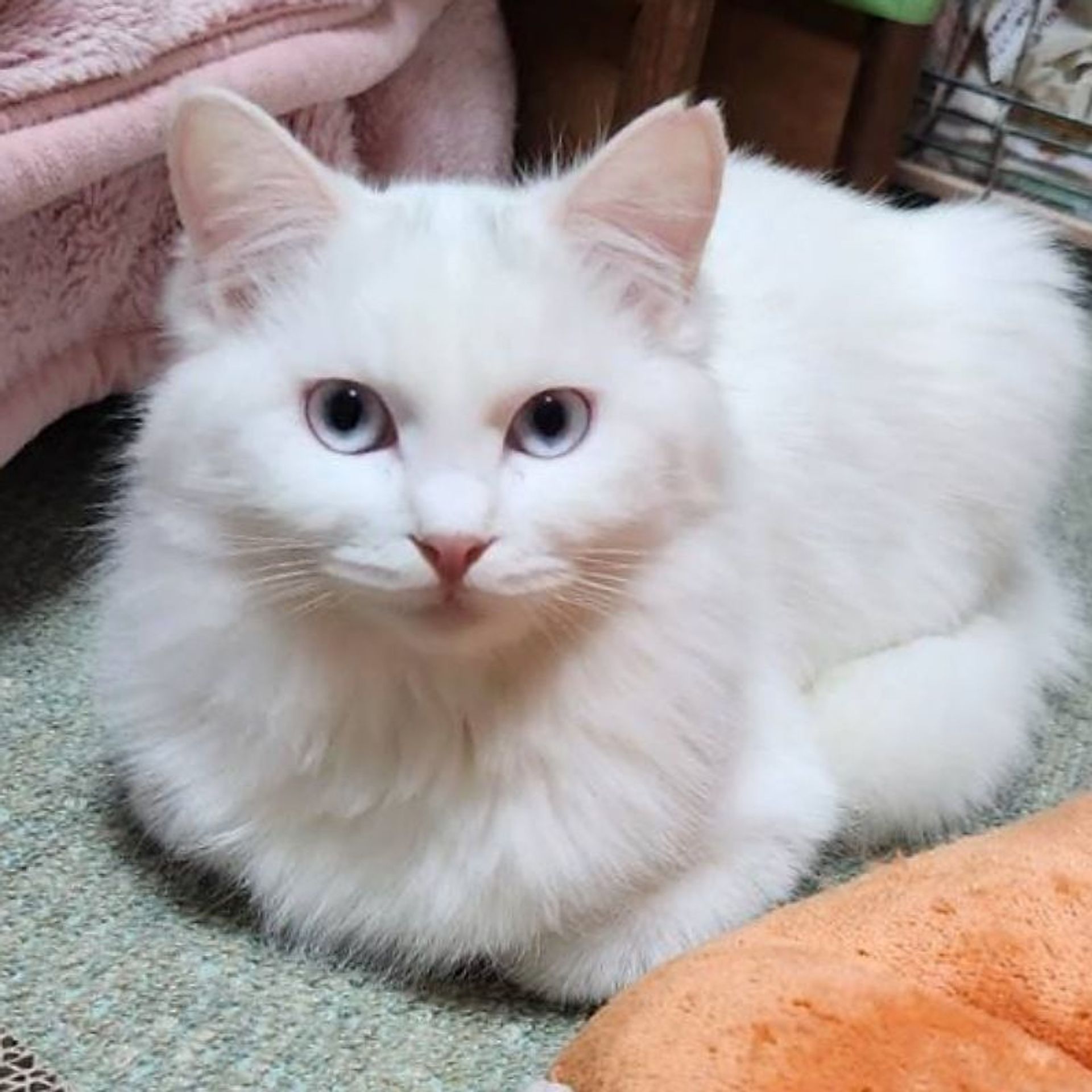 雑種（ミックス猫）・メスの里親募集の写真