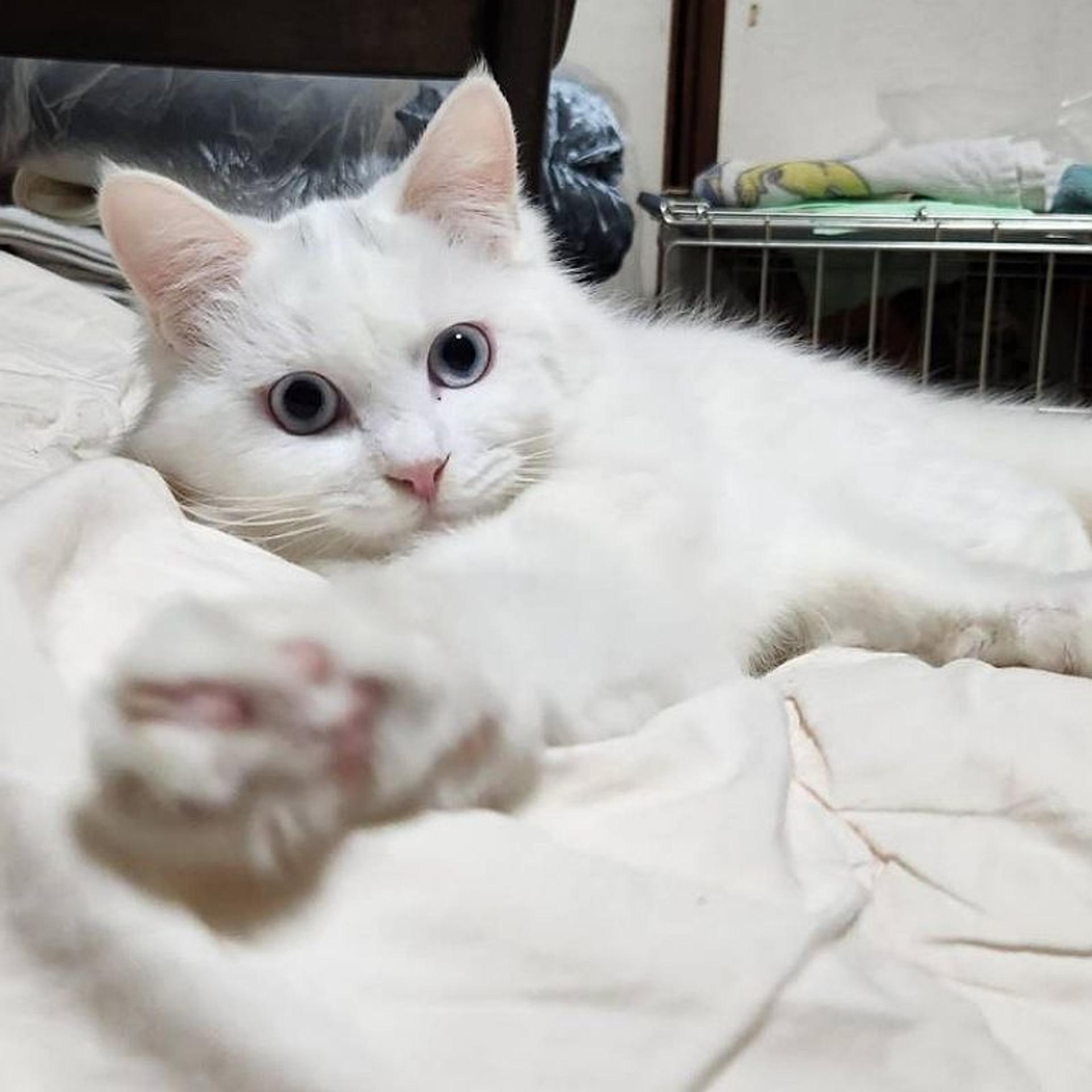 pet-image-2