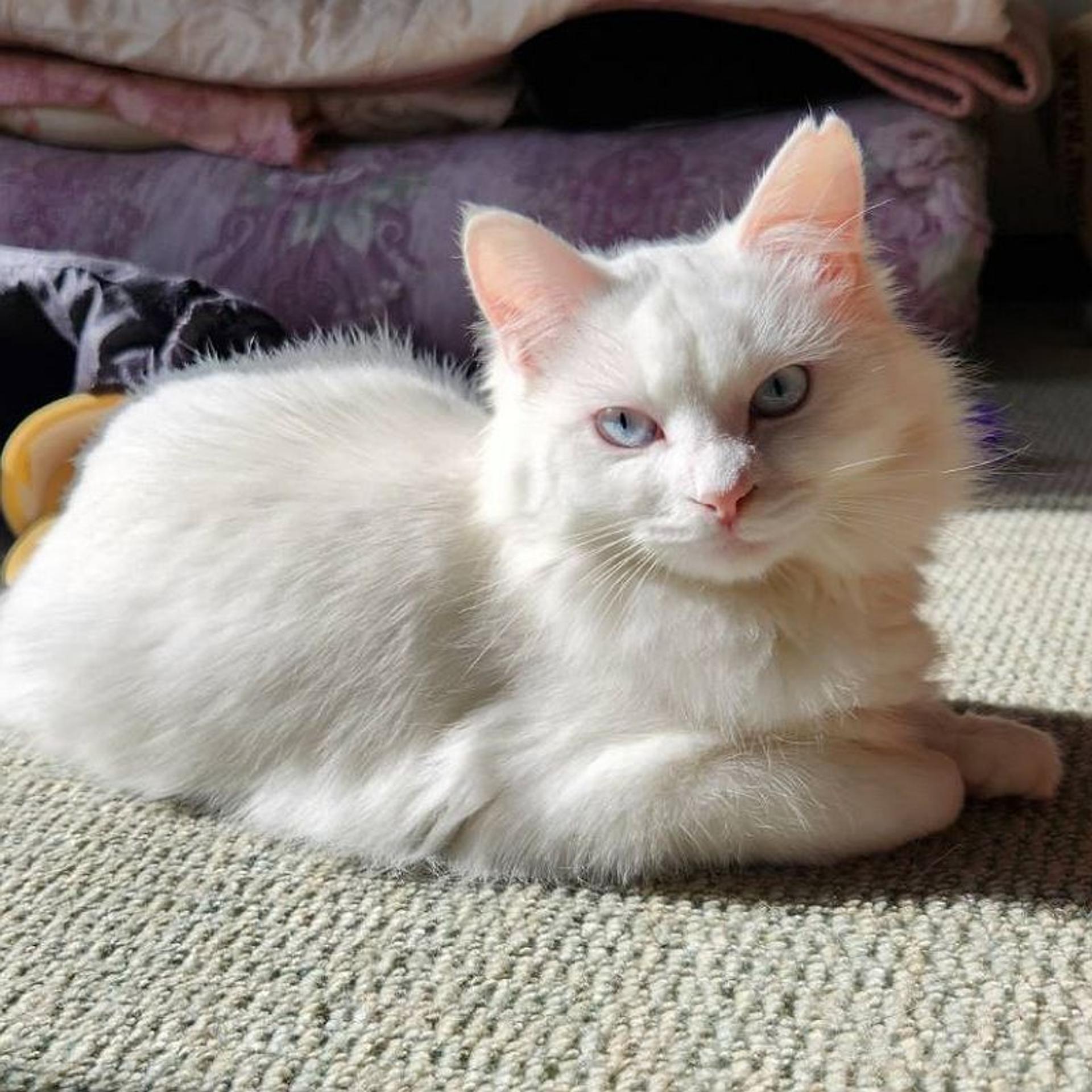 pet-image-5