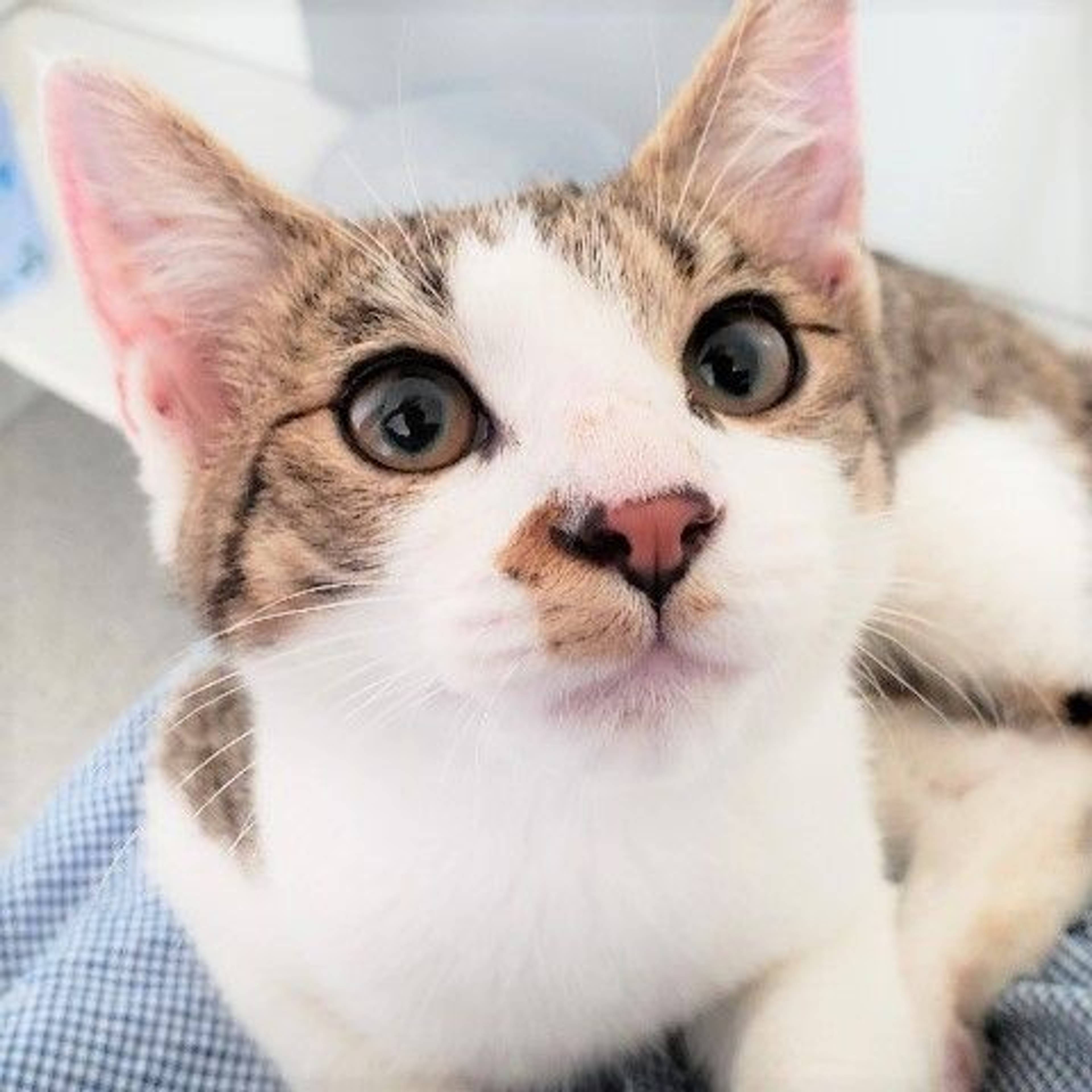 雑種（ミックス猫）・オスの里親募集の写真