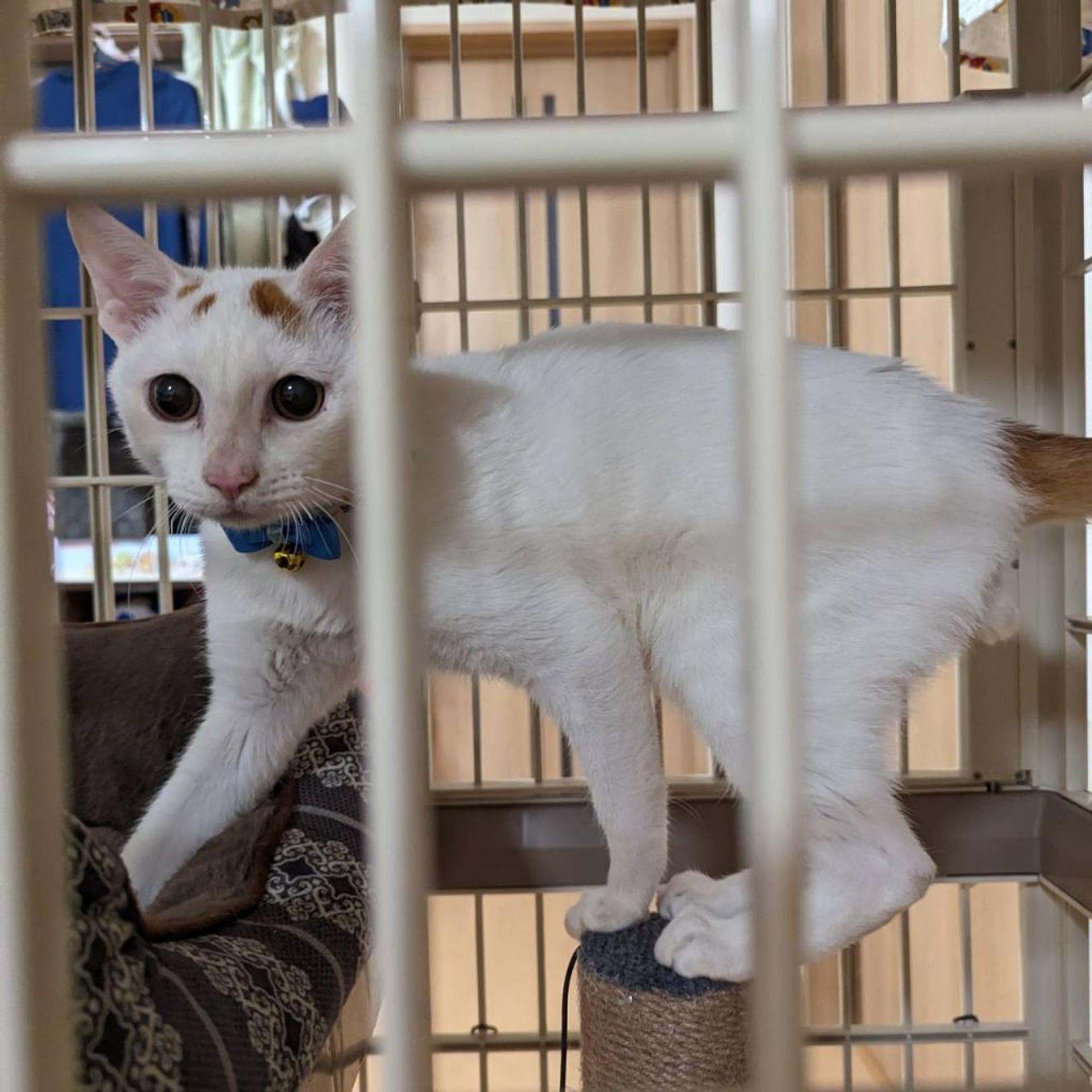 pet-image-2