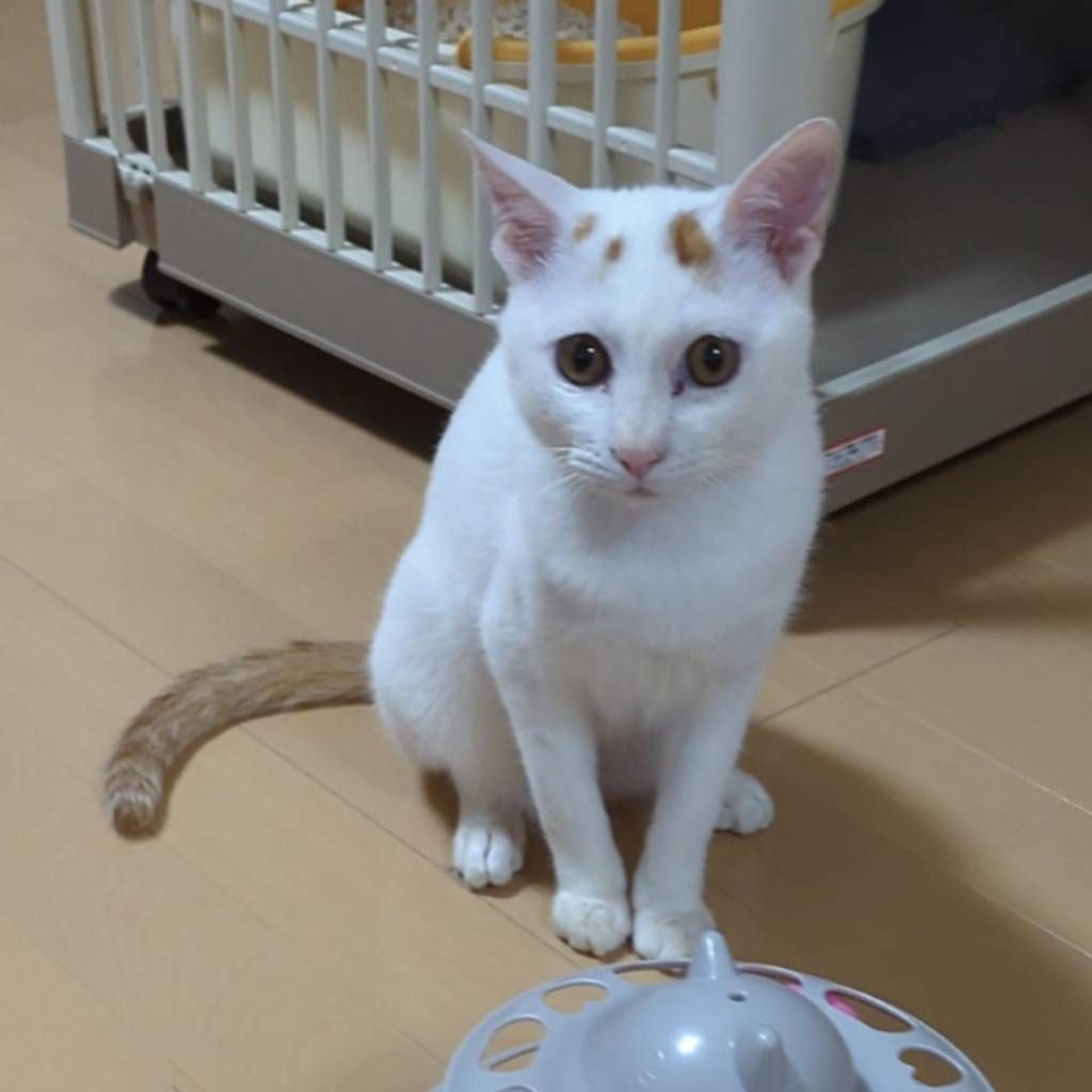 pet-image-3