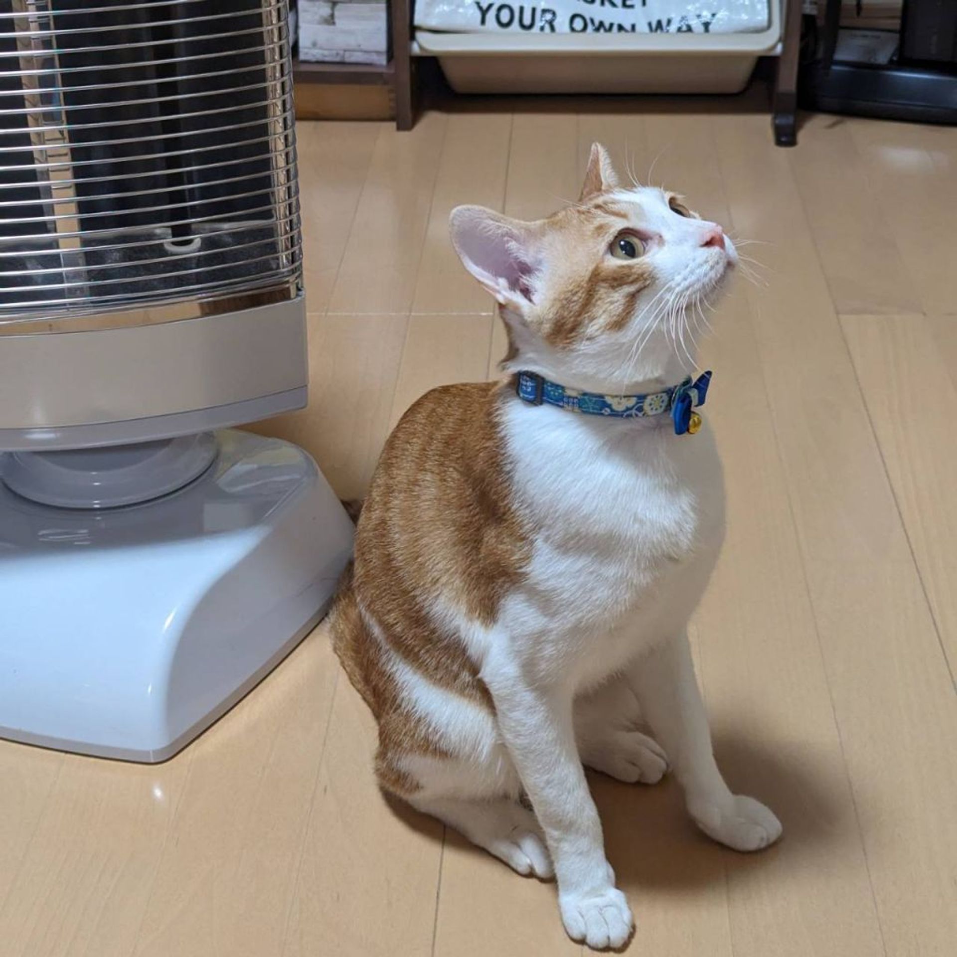 雑種（ミックス猫）・オスの里親募集の写真