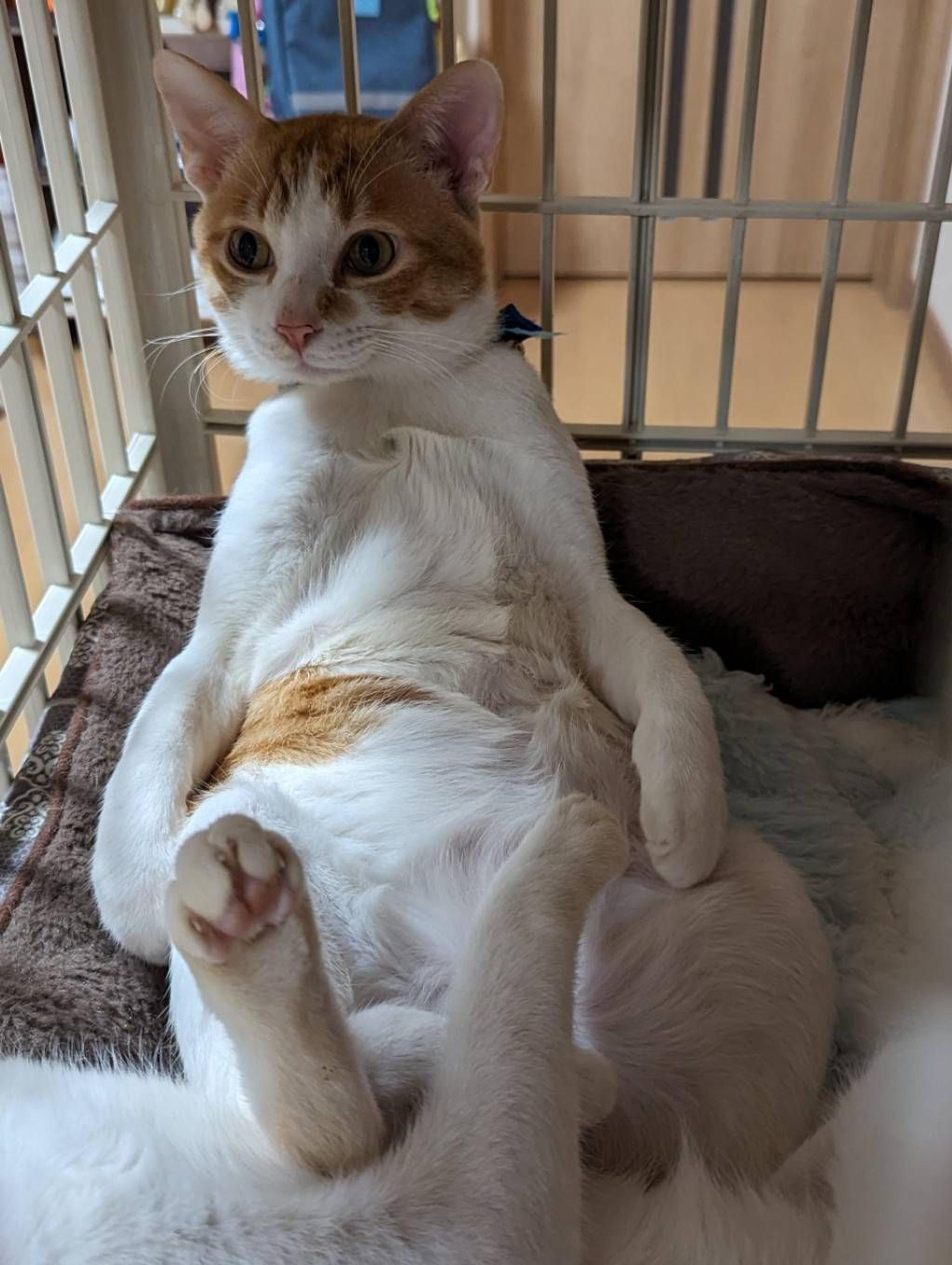 pet-image-3
