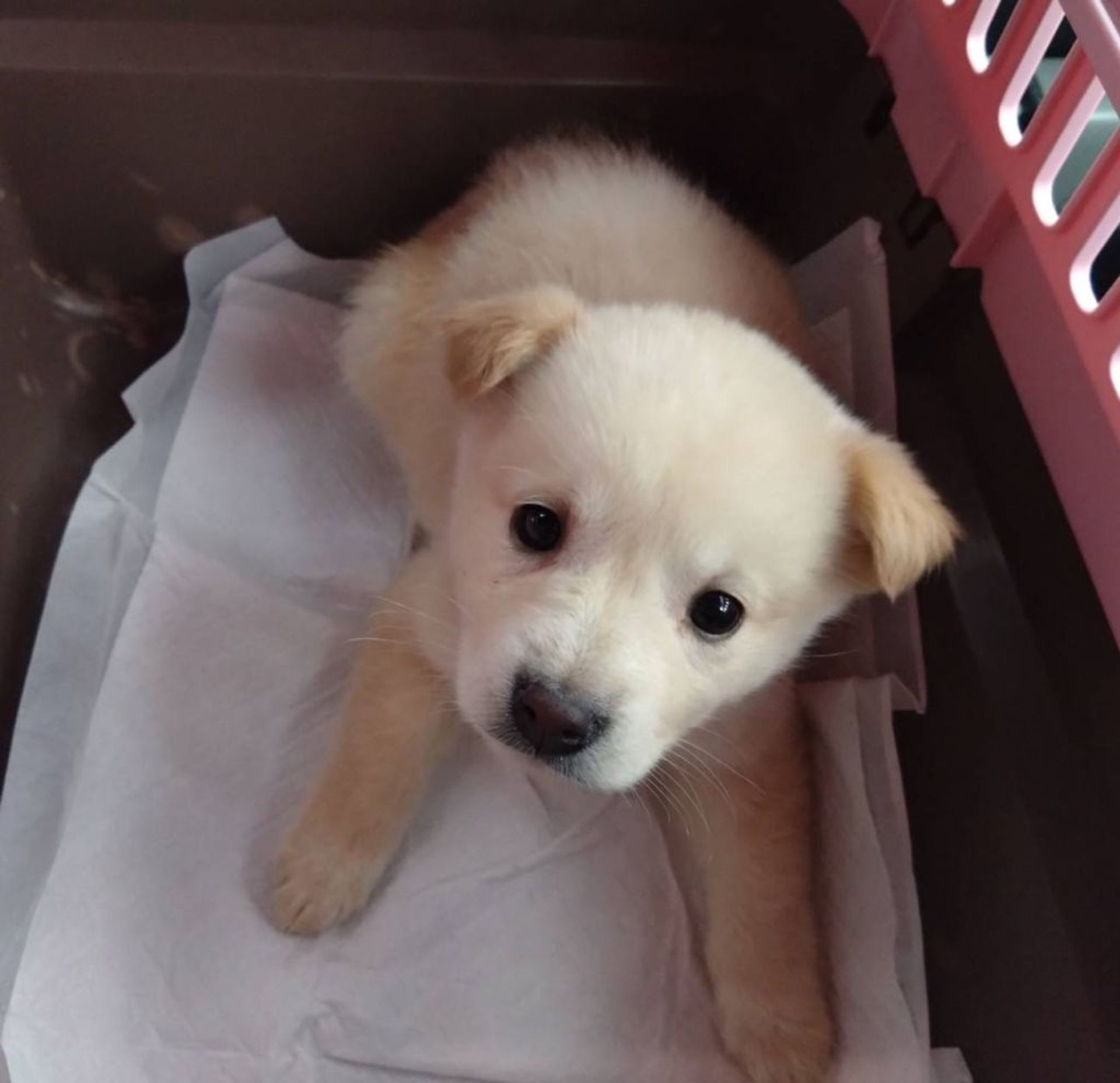 雑種（ミックス犬）・メスの里親募集の写真