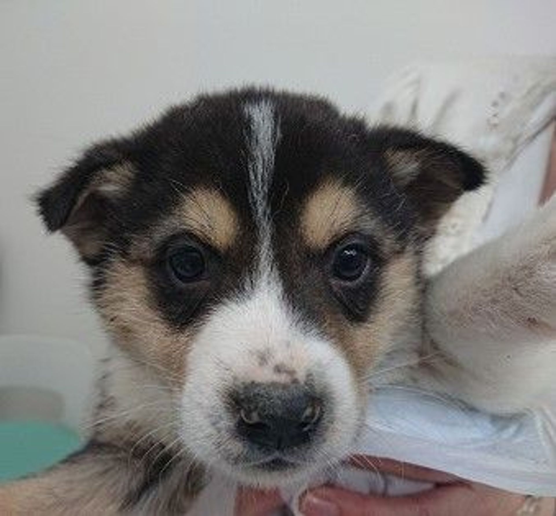 雑種（ミックス犬）・オスの里親募集の写真