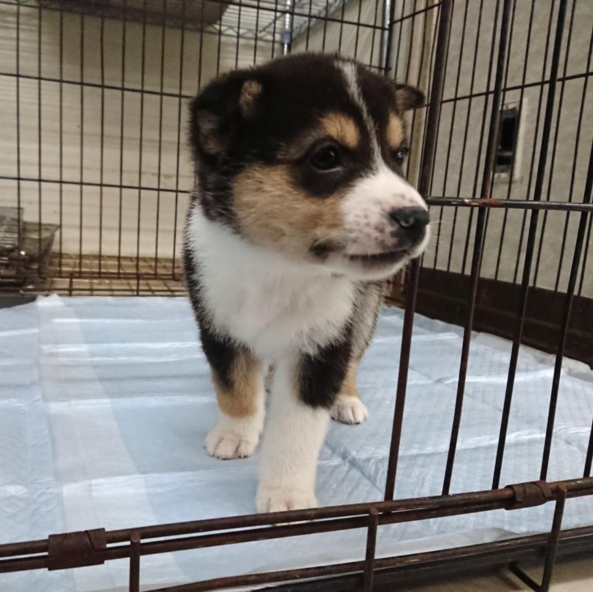 pet-image-2