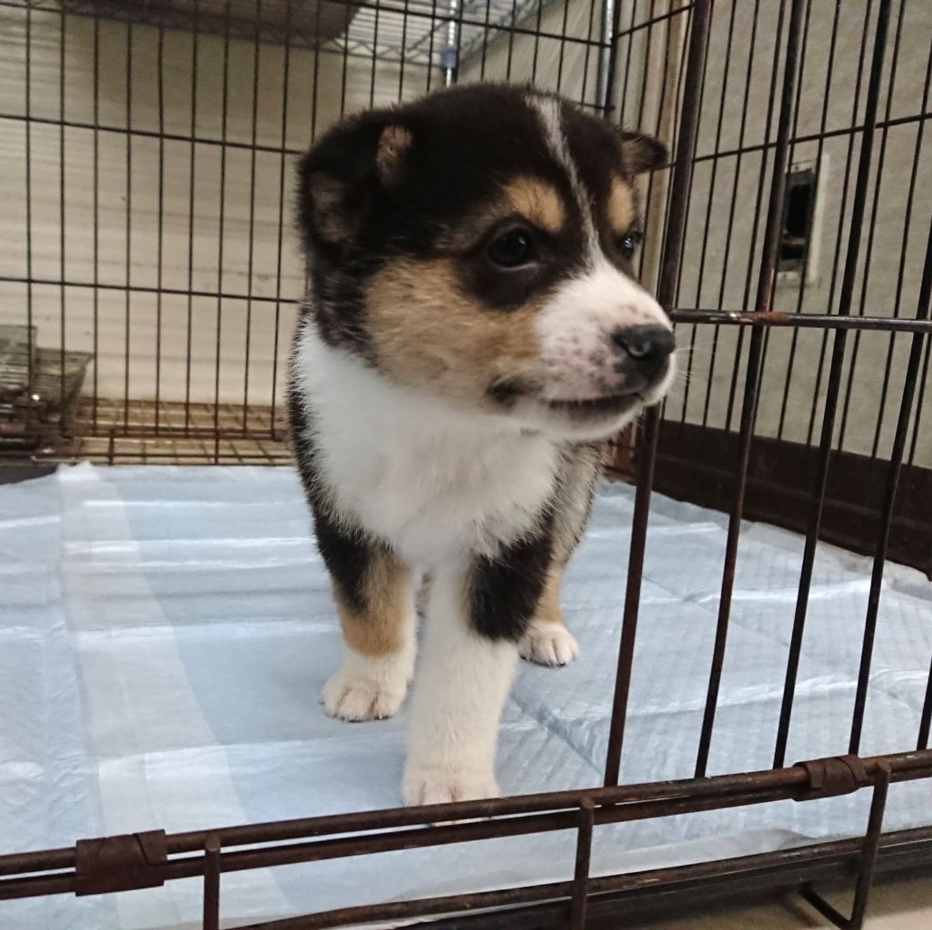 雑種（ミックス犬）・オスの里親募集の写真