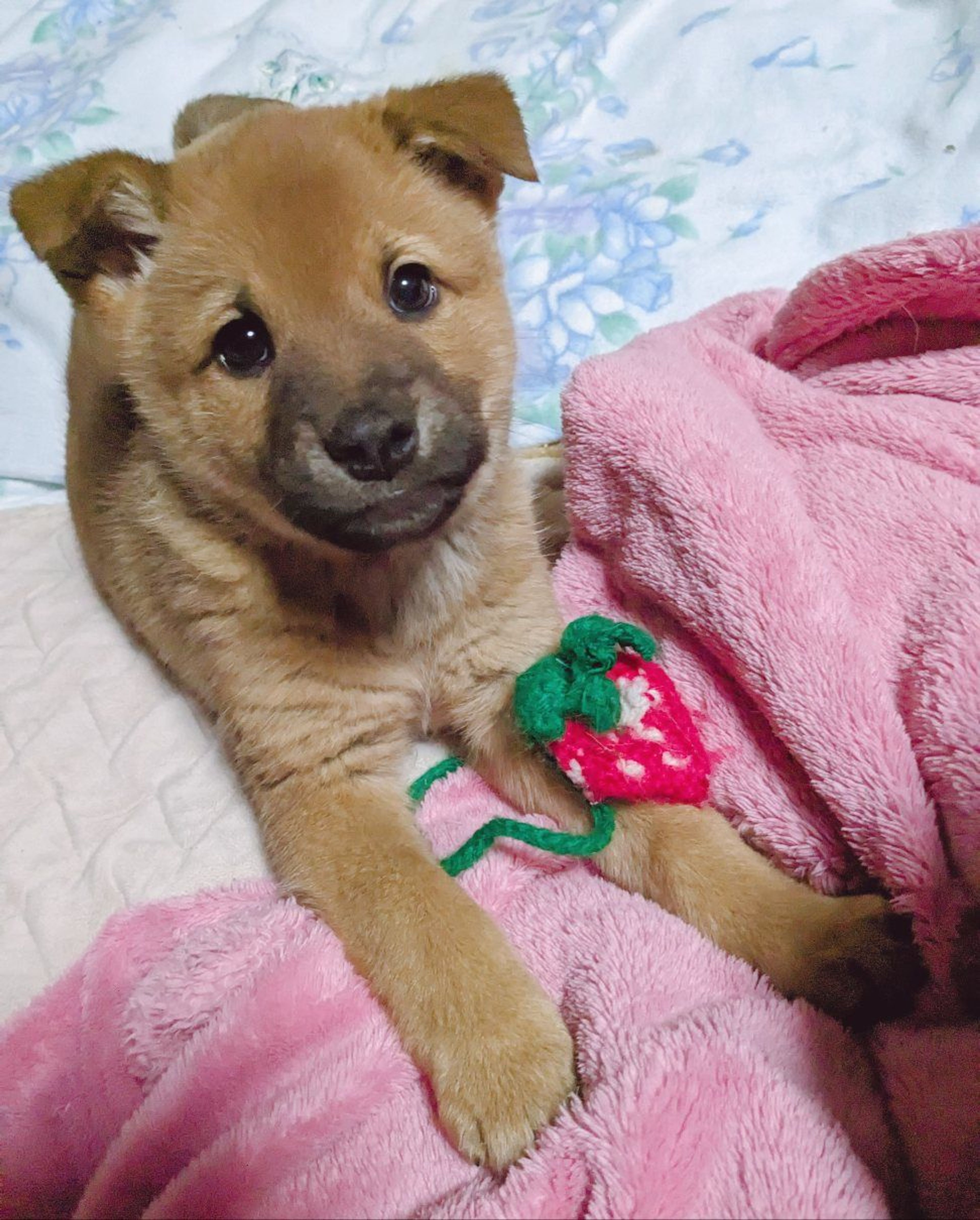 pet-image-5