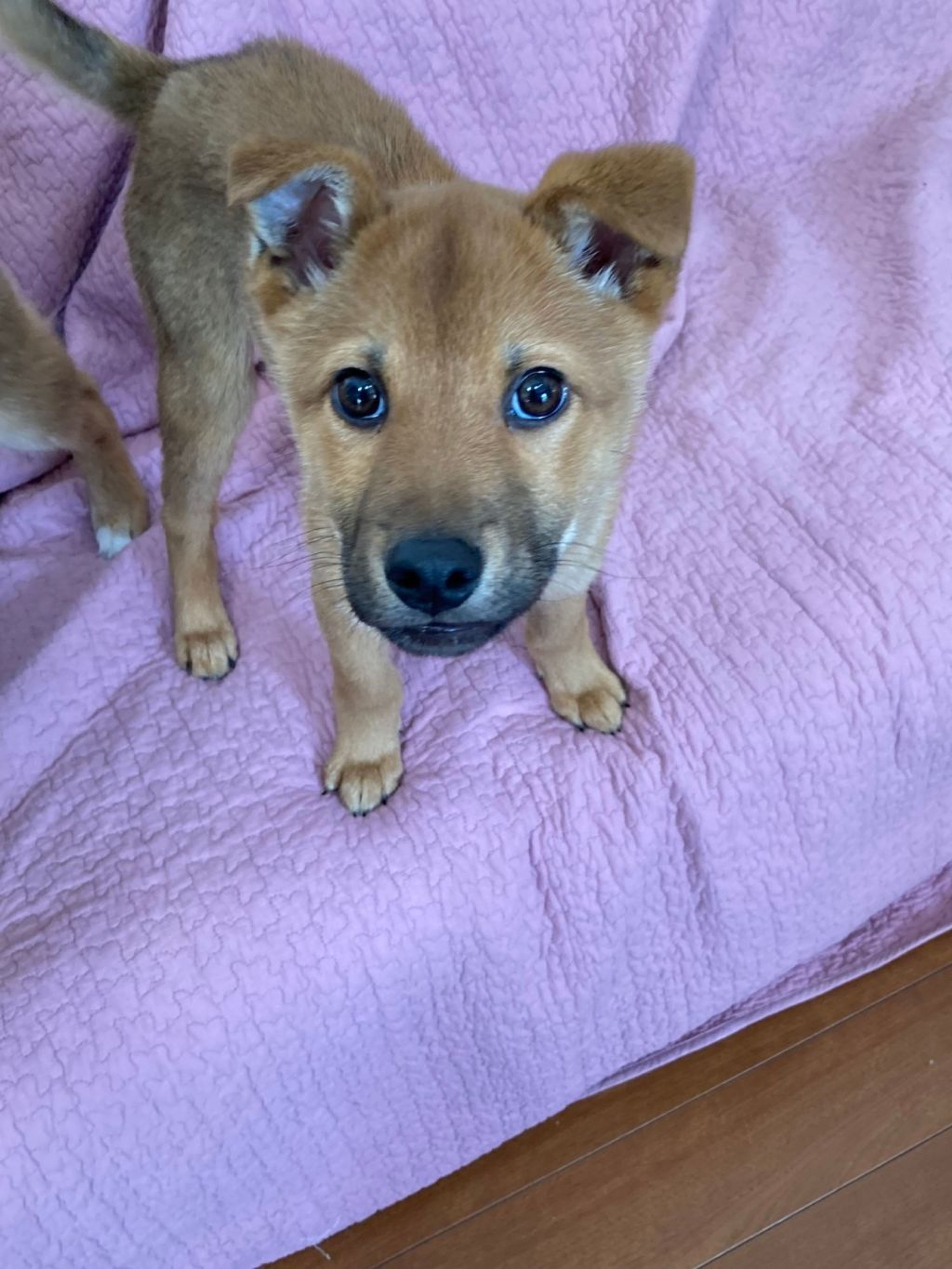 雑種（ミックス犬）・オスの里親募集の写真