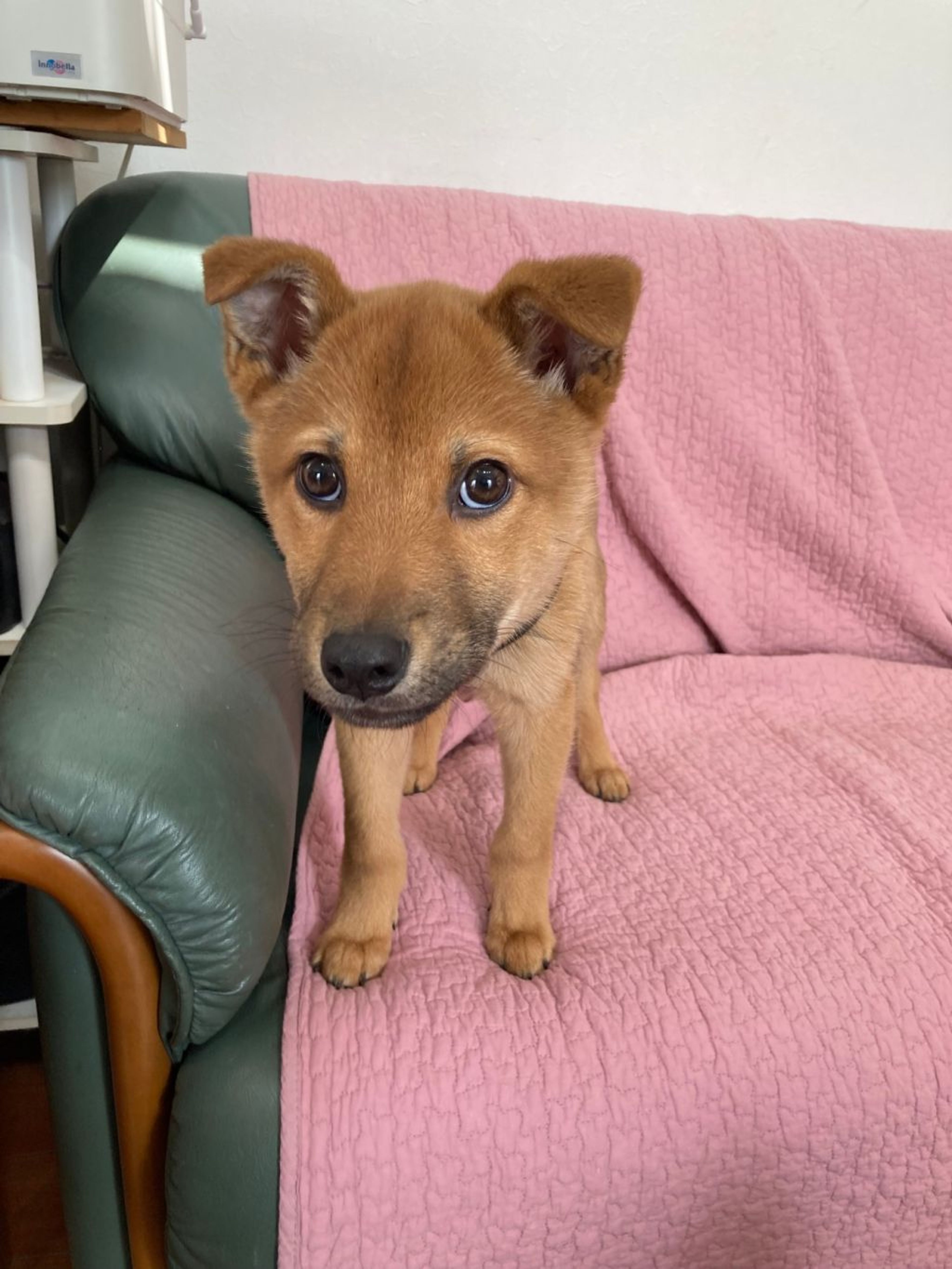 pet-image-3