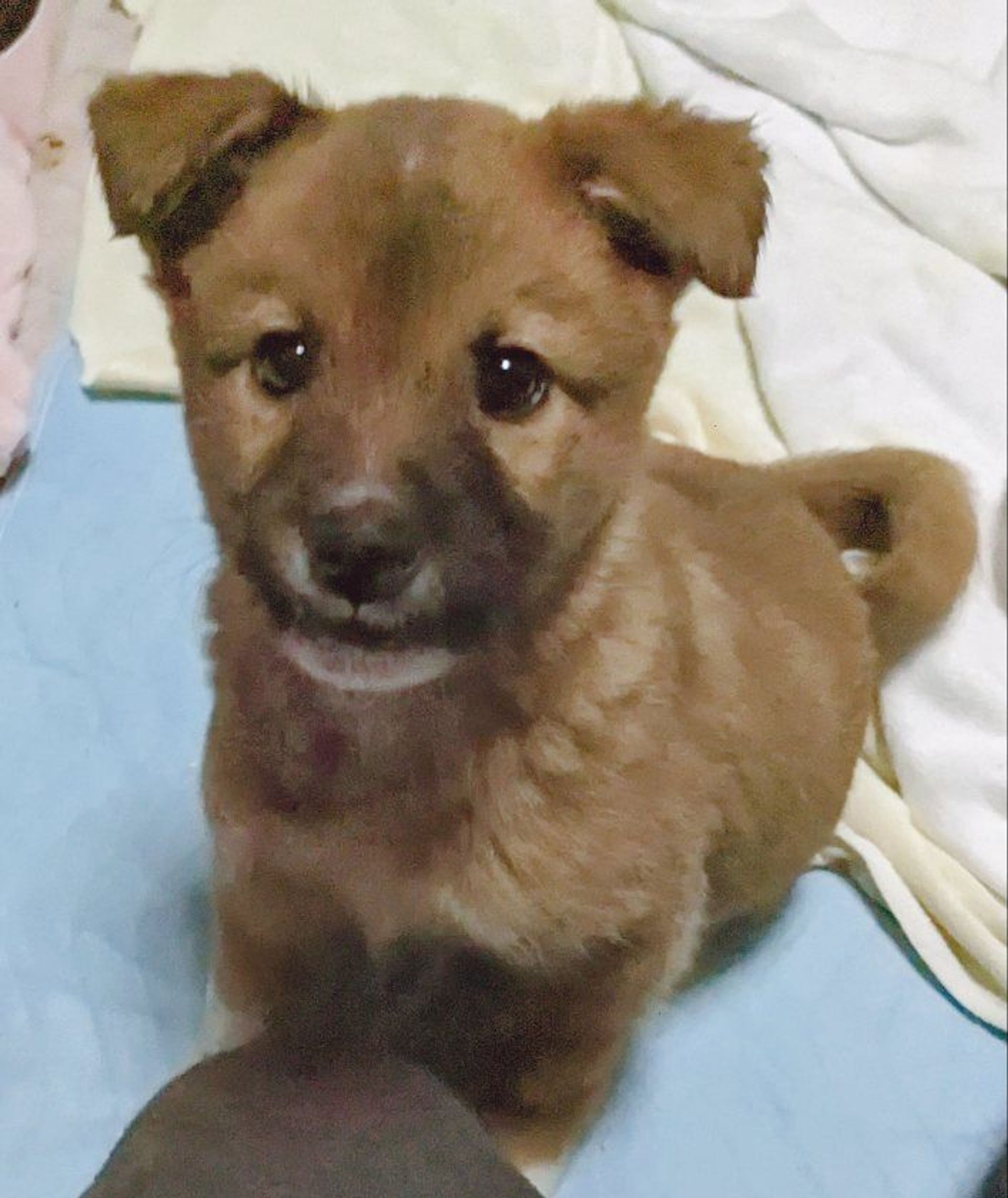 雑種（ミックス犬）・オスの里親募集の写真