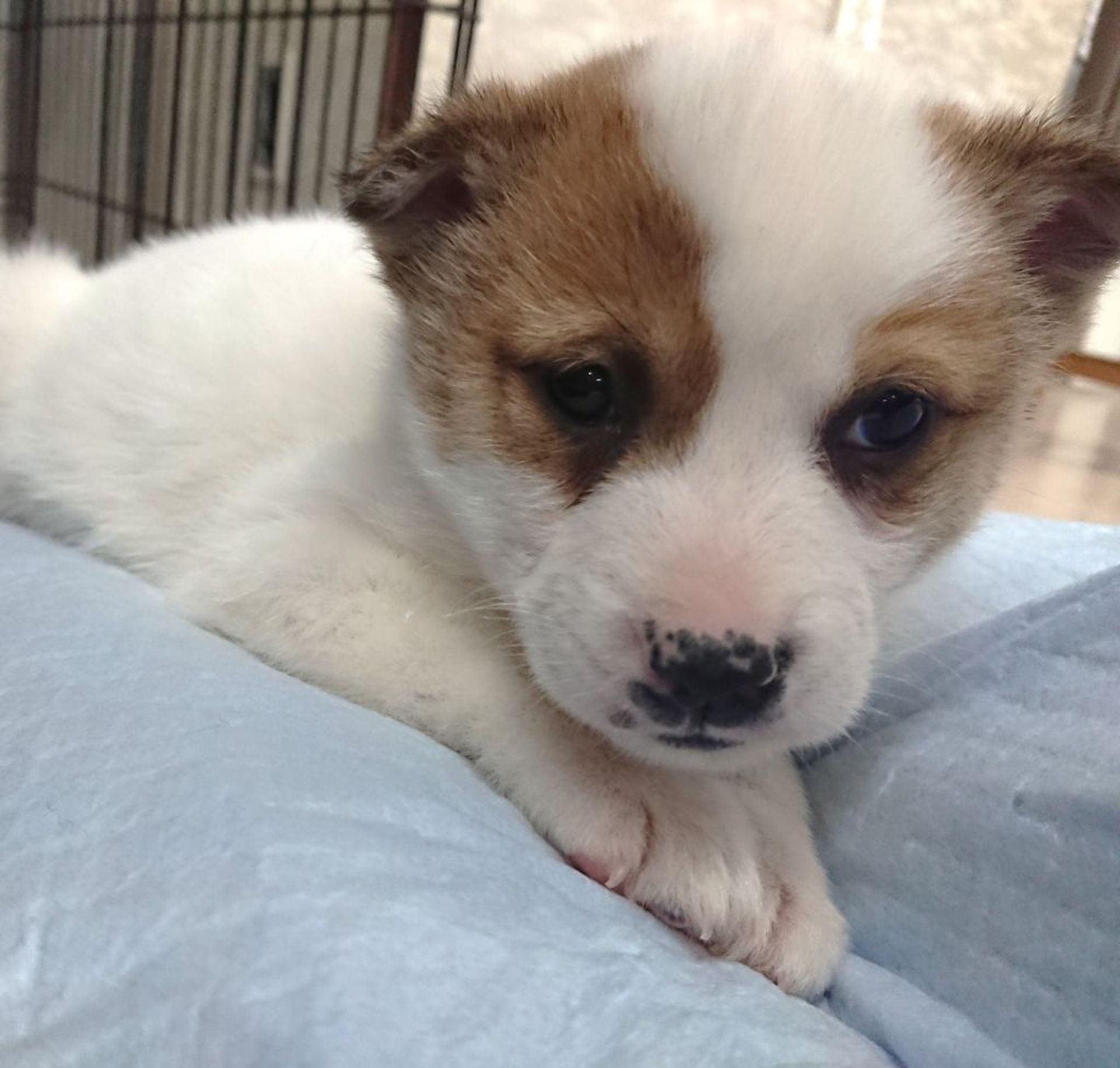 雑種（ミックス犬）・メスの里親募集の写真