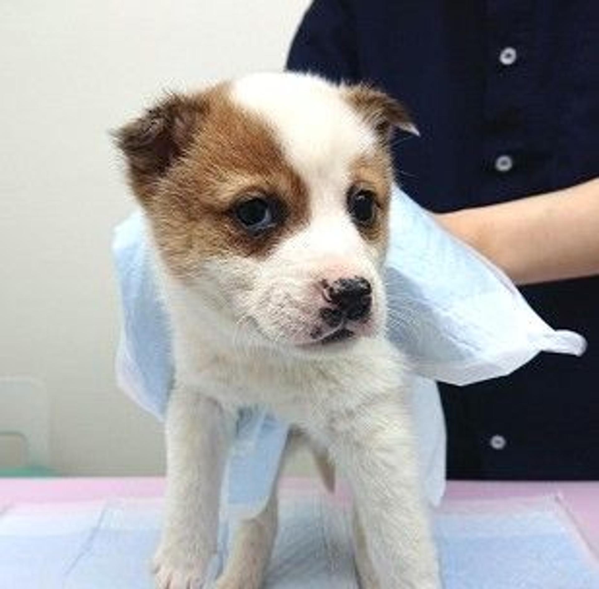 pet-image-4