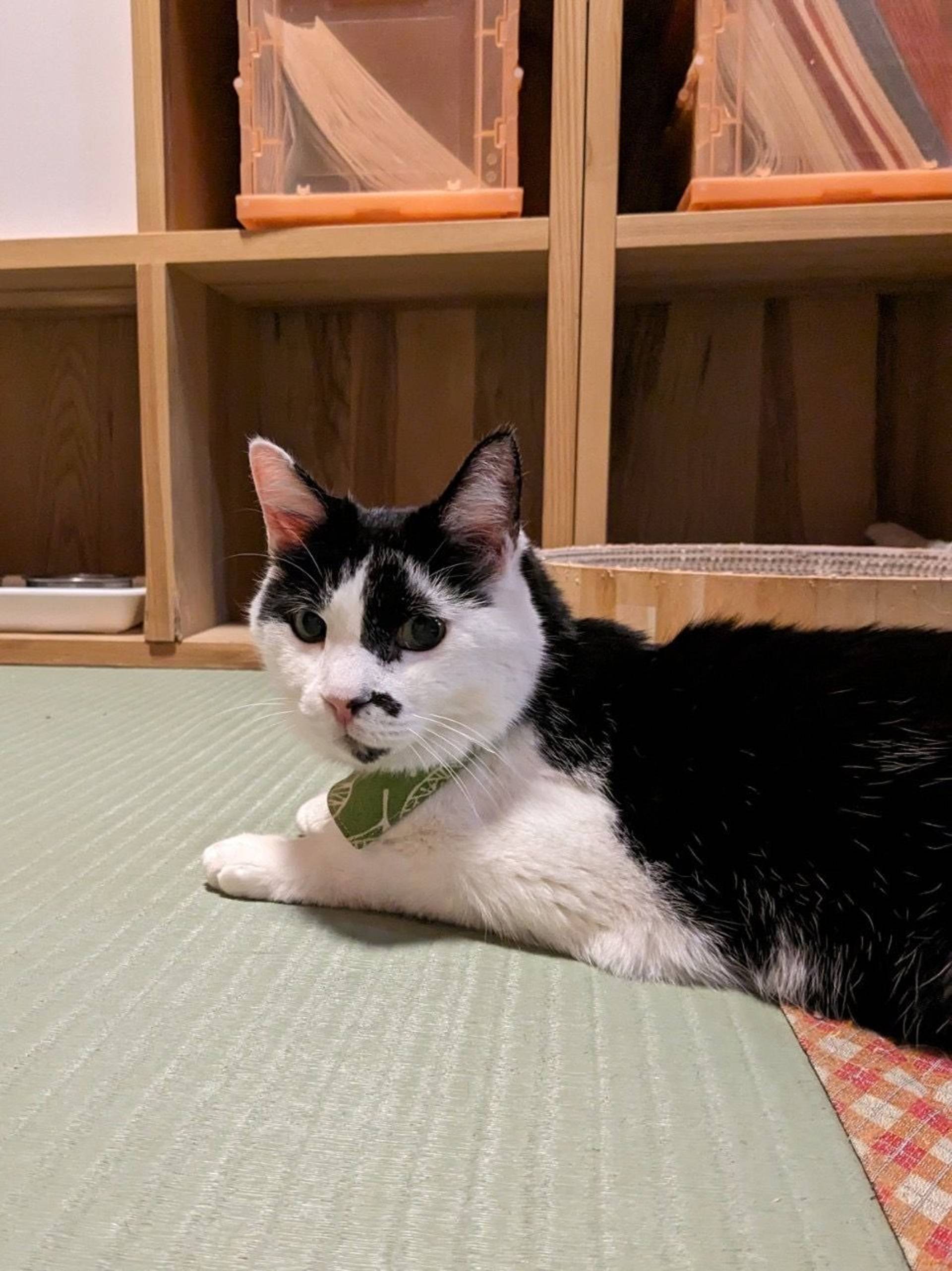 雑種（ミックス猫）・オスの里親募集の写真