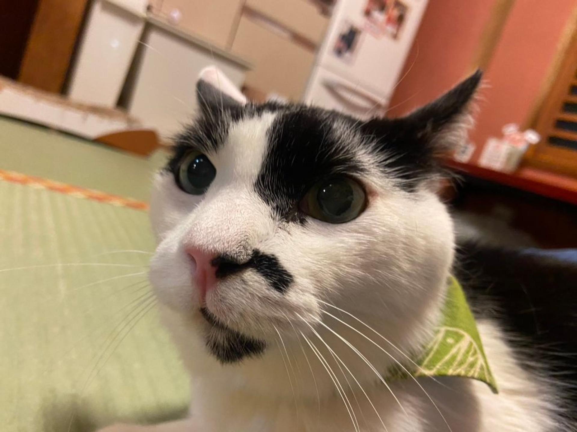 pet-image-2