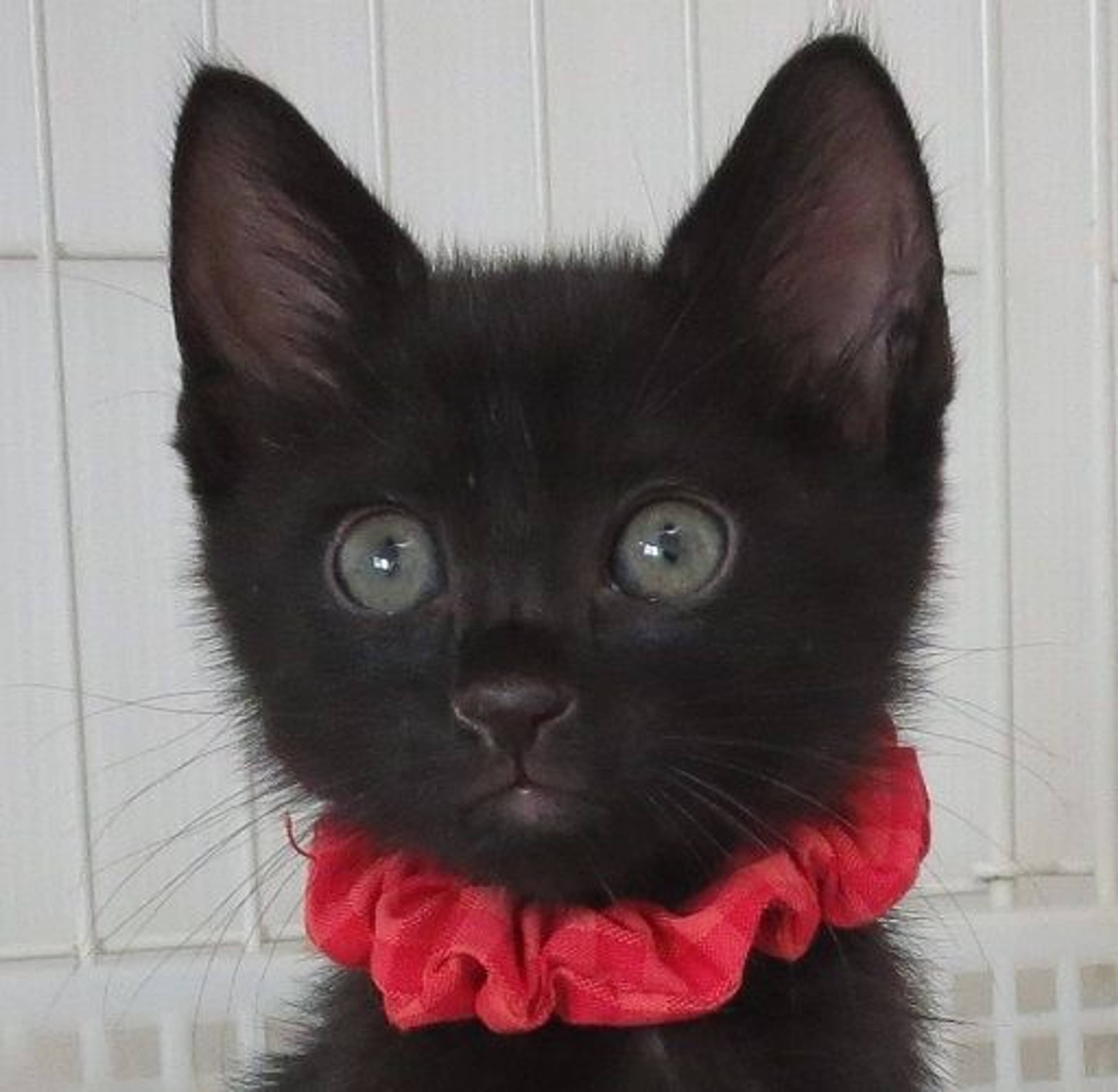 雑種（ミックス猫）・メスの里親募集の写真