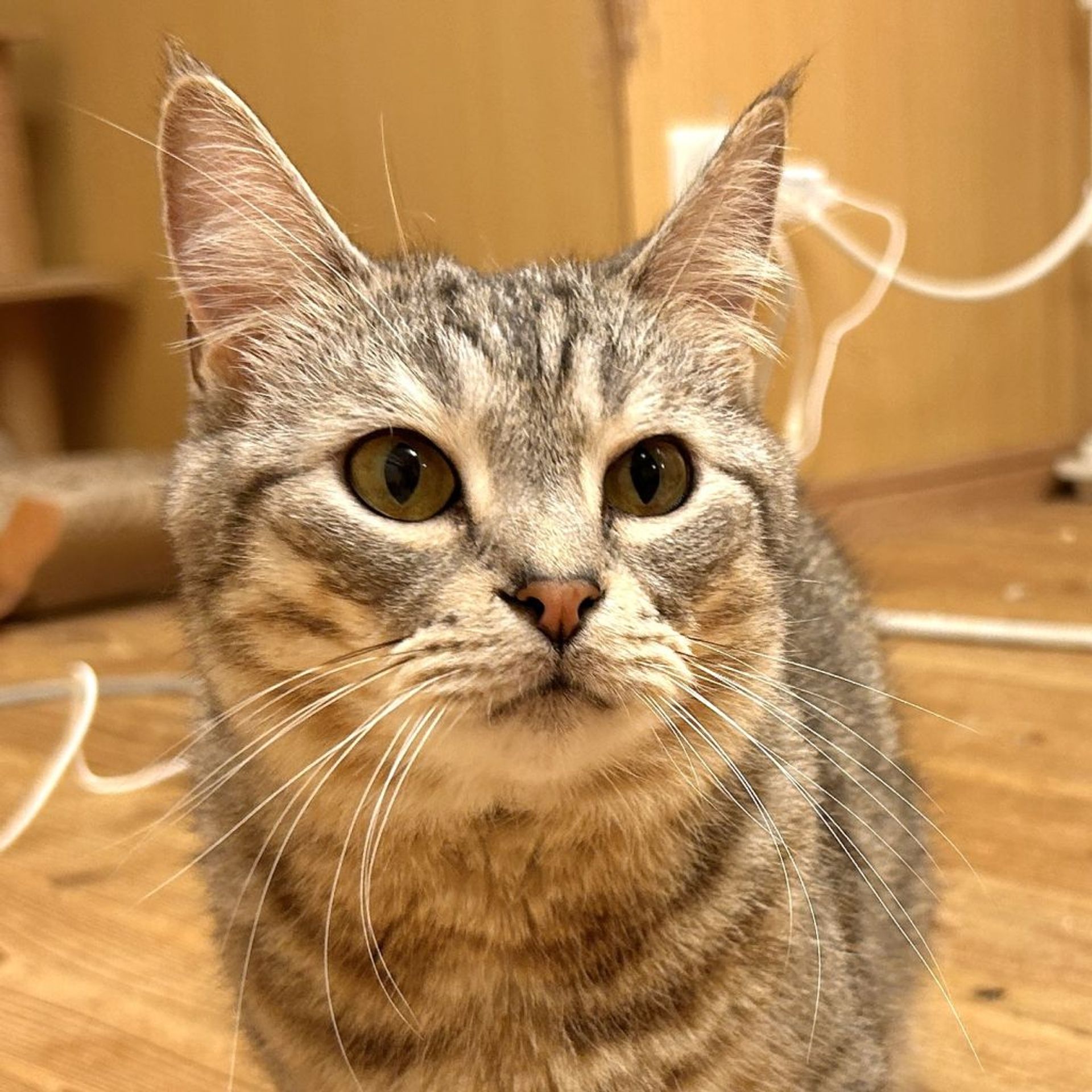 雑種（ミックス猫）・オスの里親募集の写真