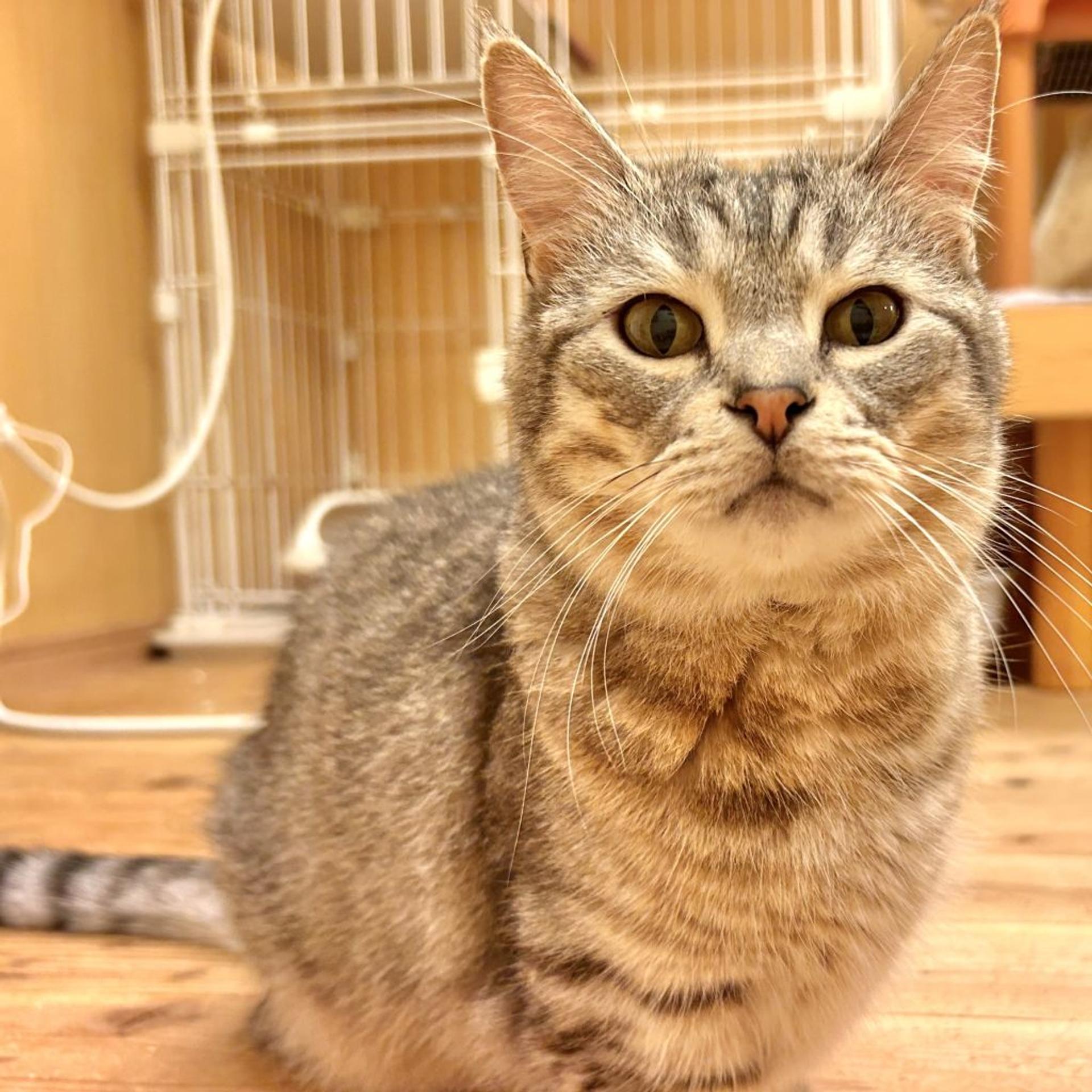 pet-image-2