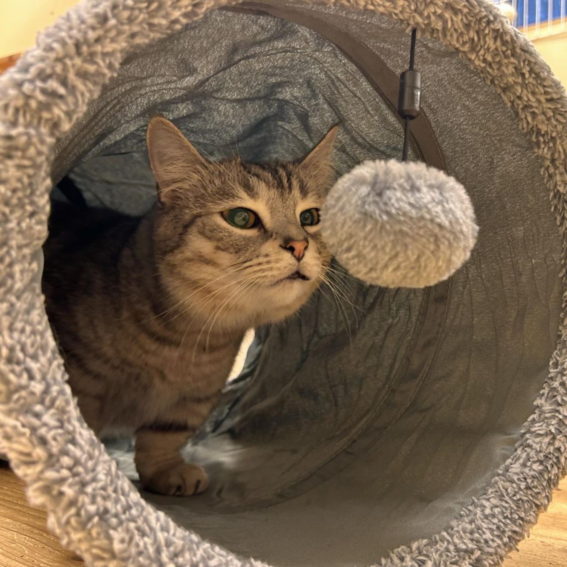 pet-image-5