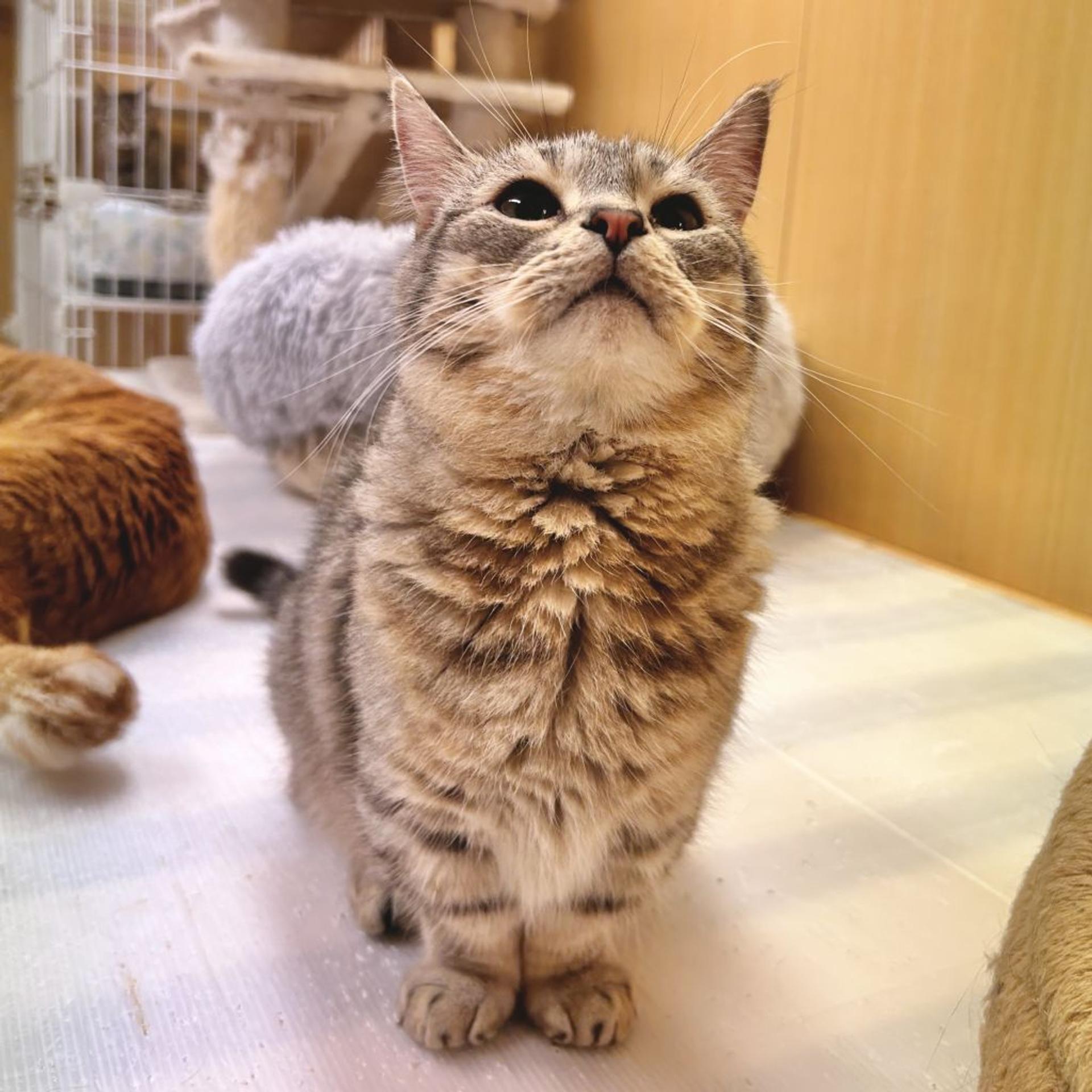pet-image-7