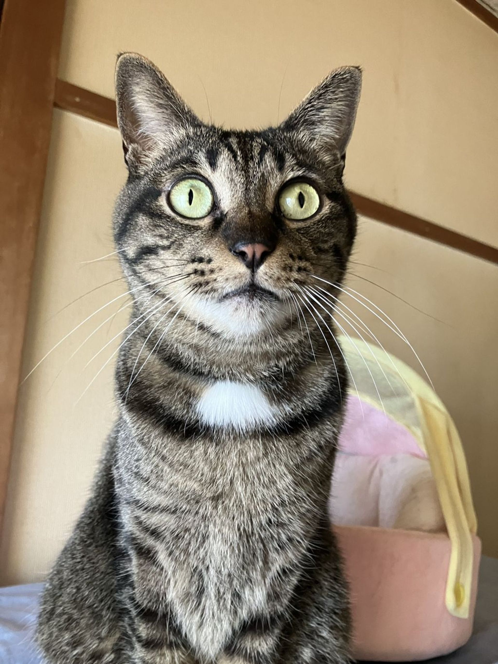 雑種（ミックス猫）・オスの里親募集の写真