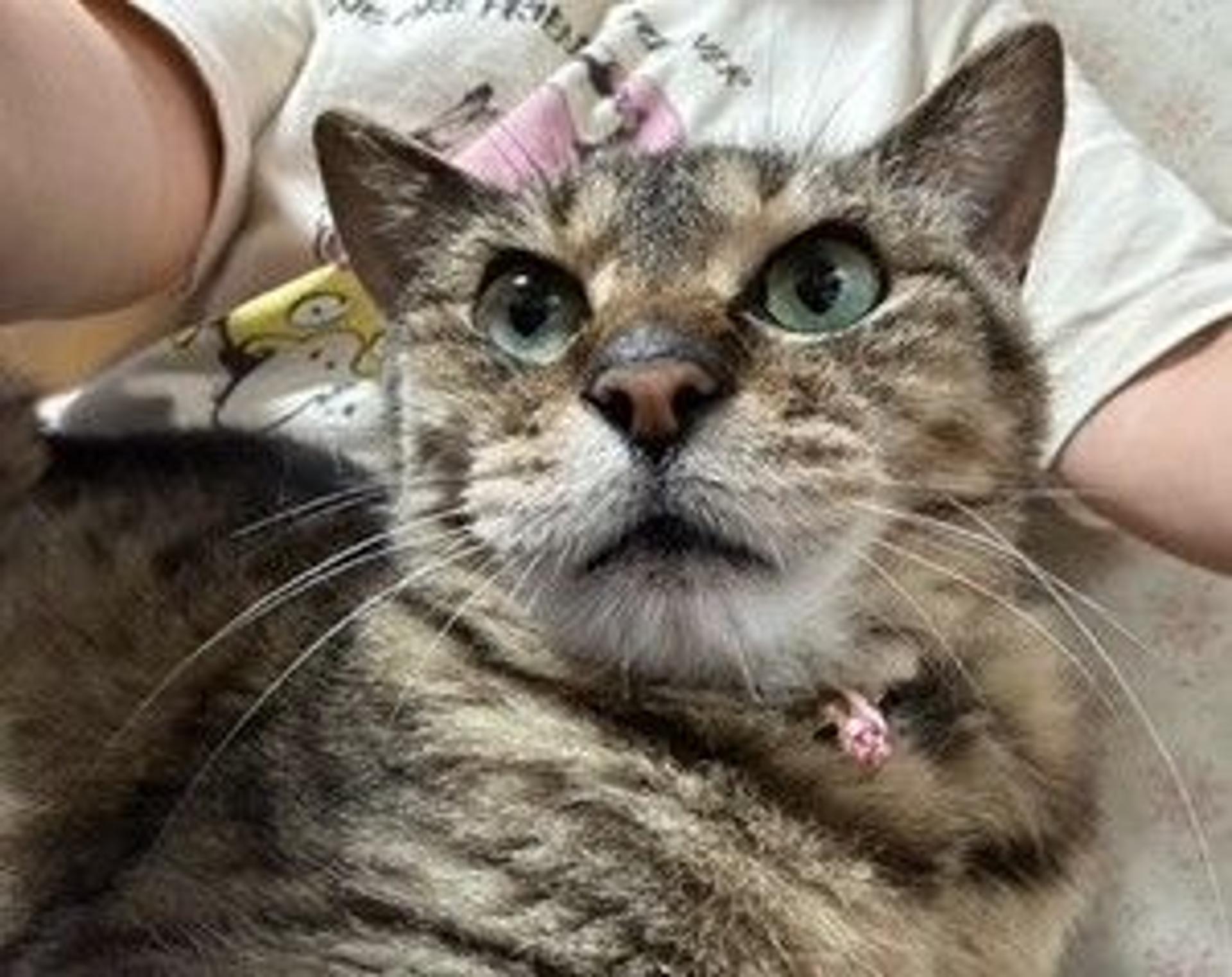 pet-image-3