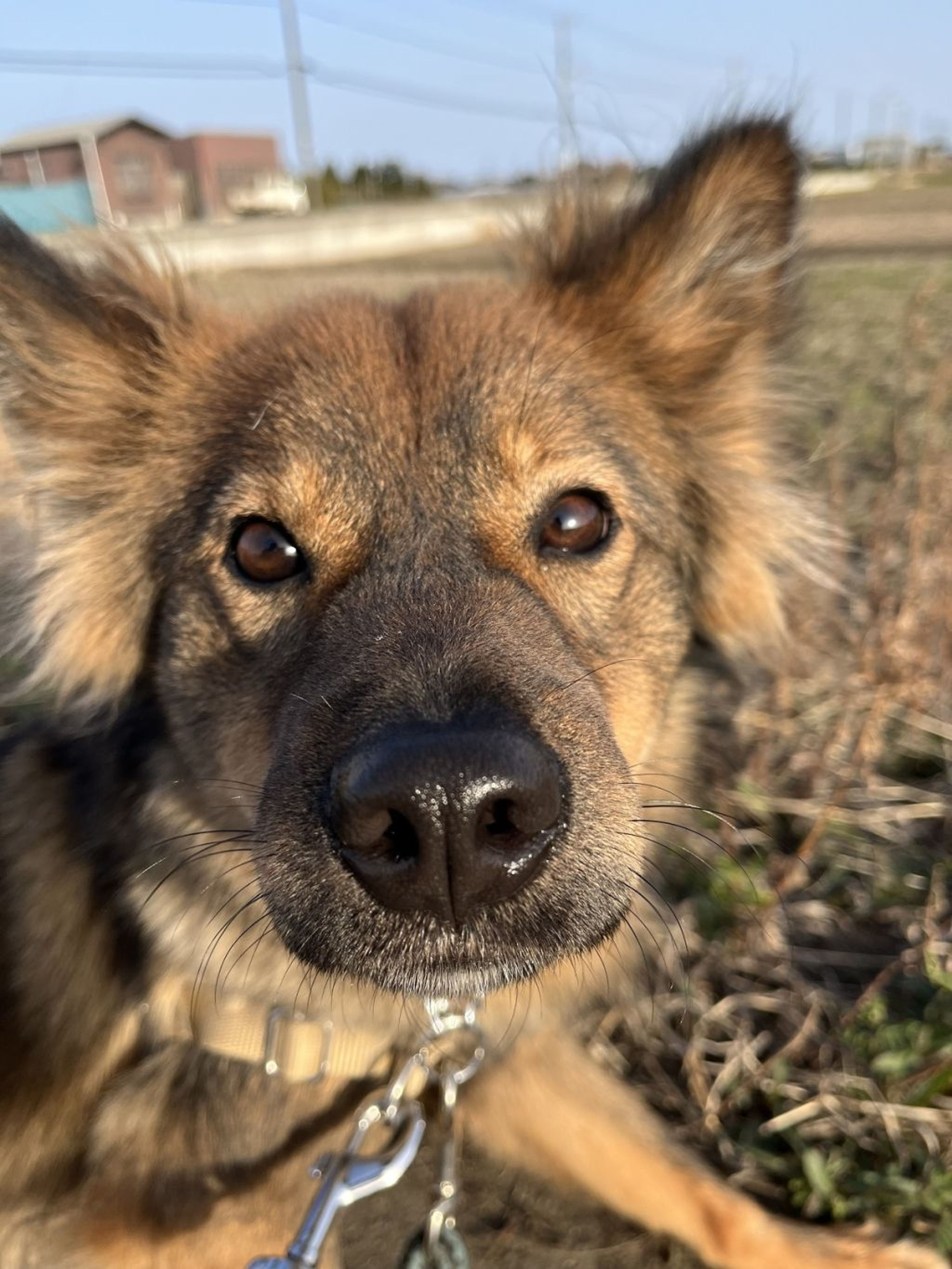 pet-image-2