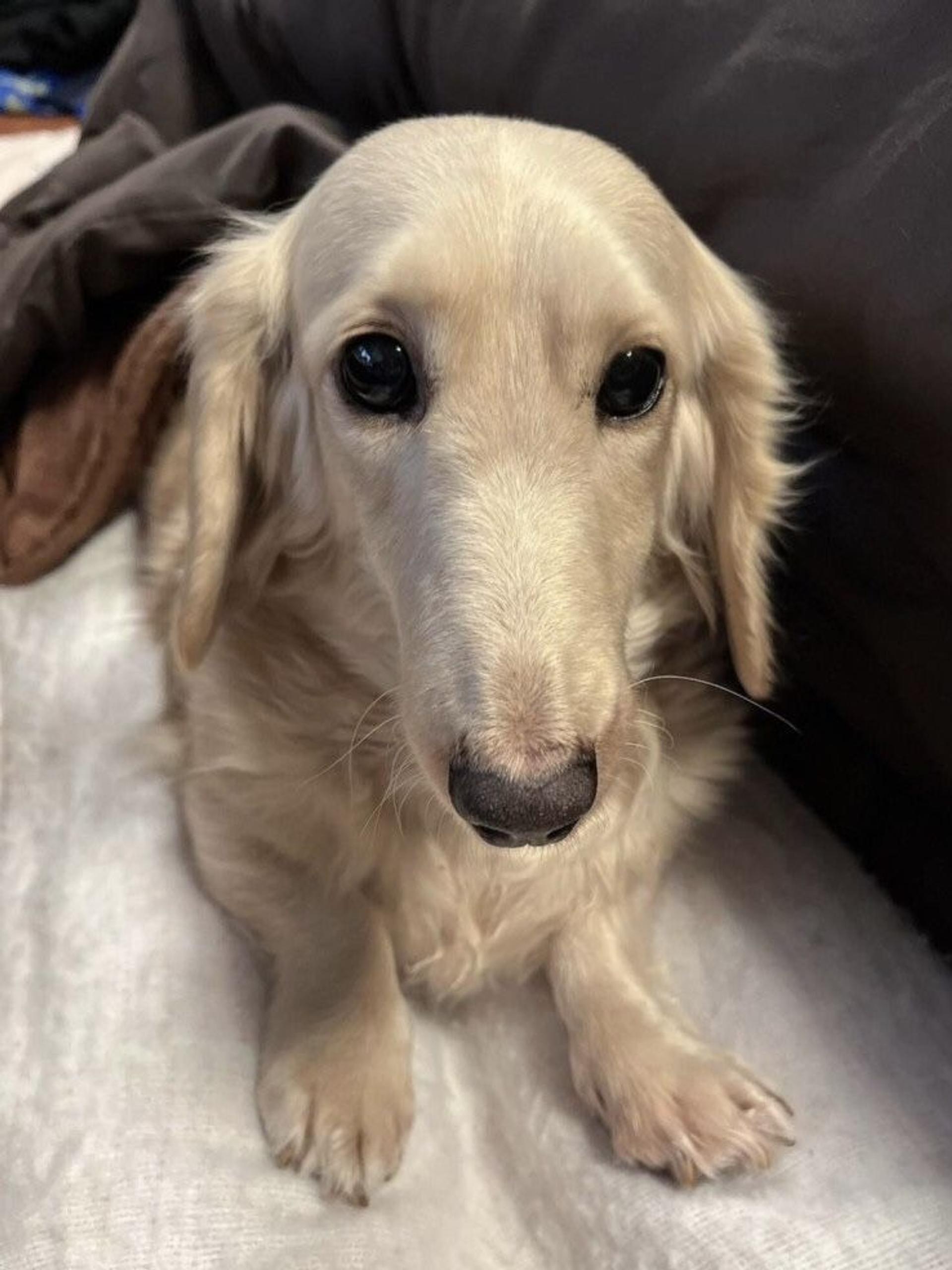 pet-image-6