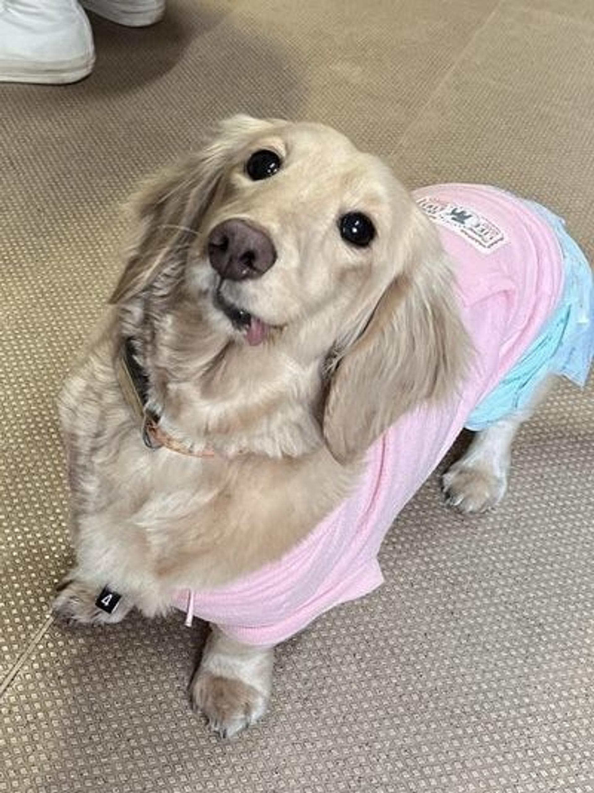 pet-image-4