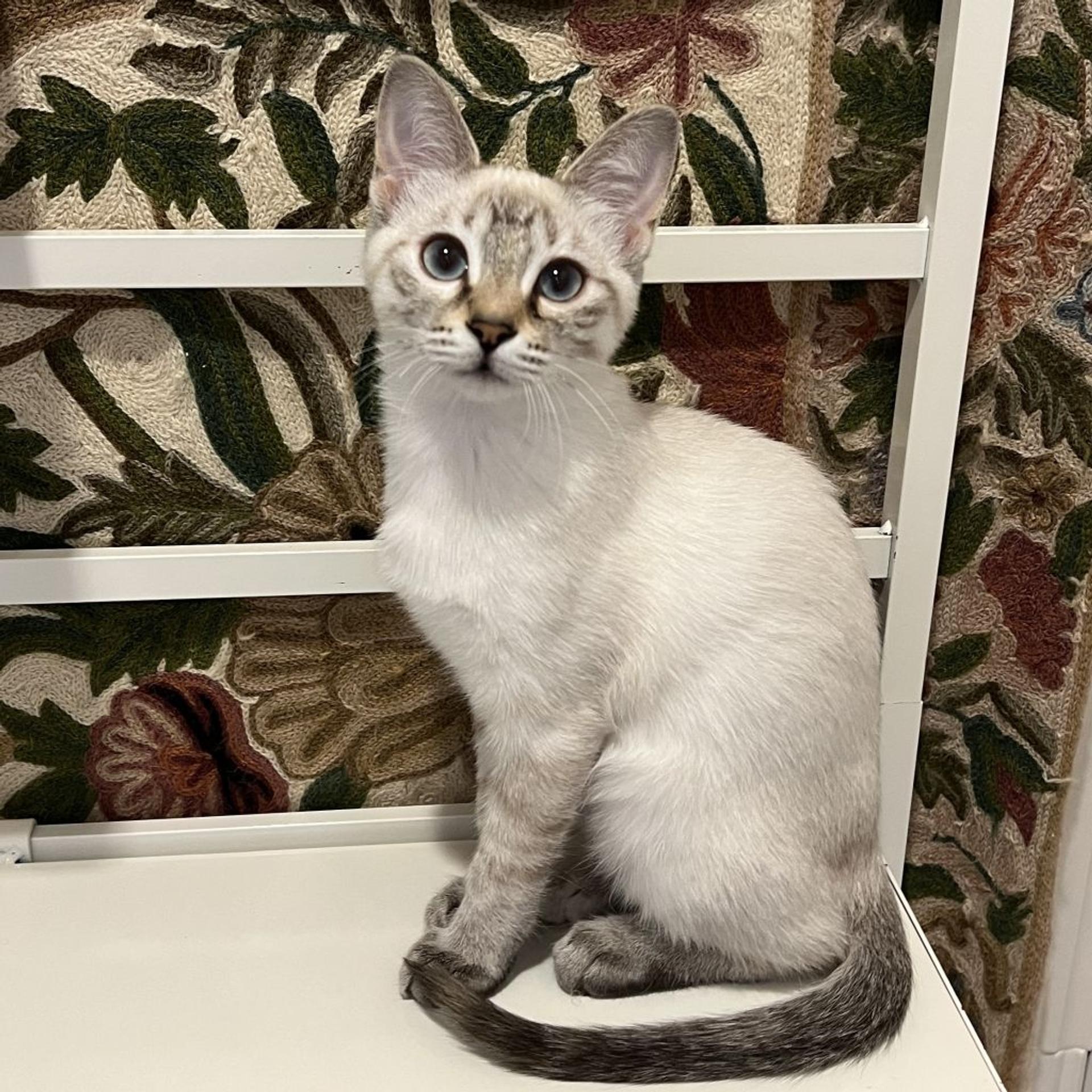 pet-image-3