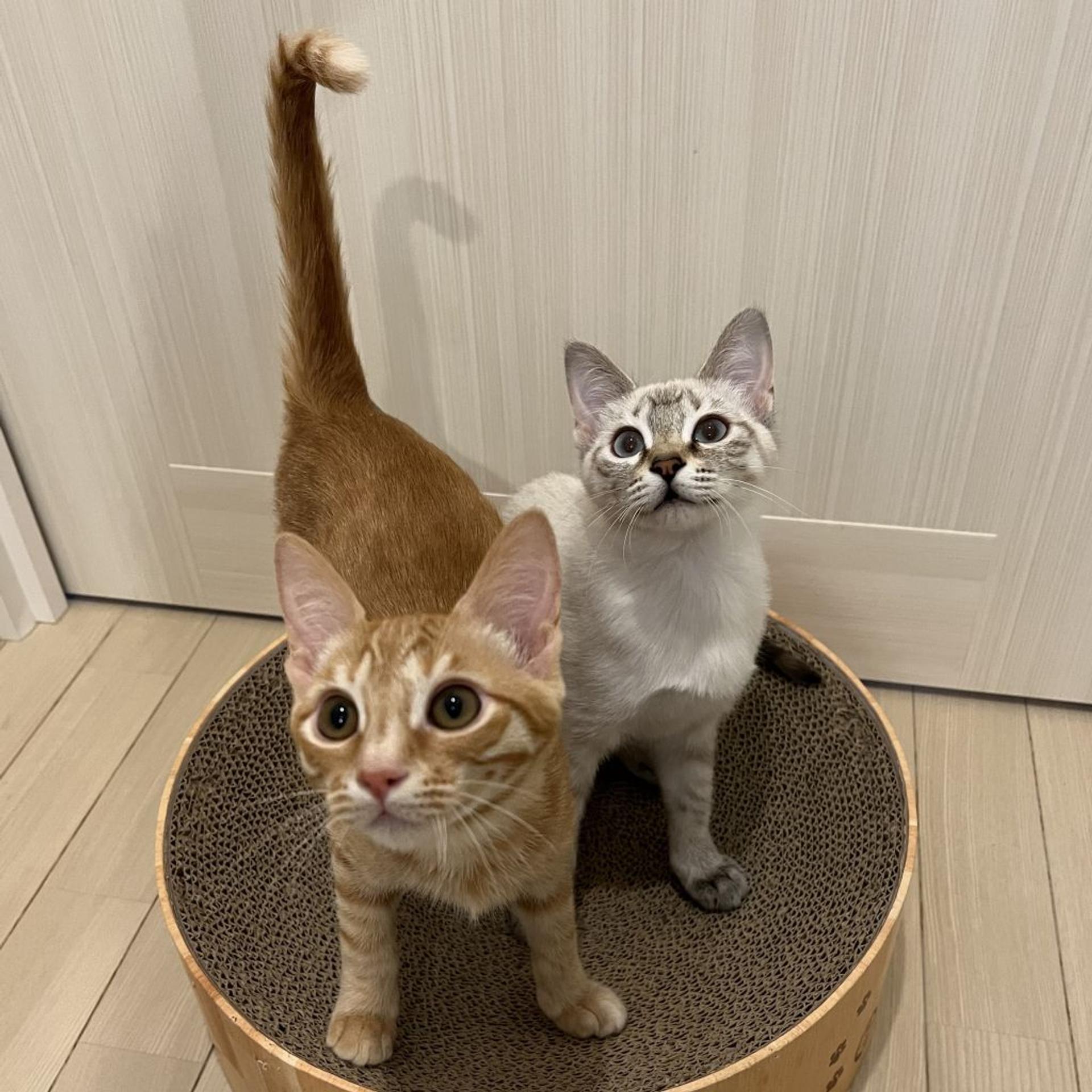 pet-image-4