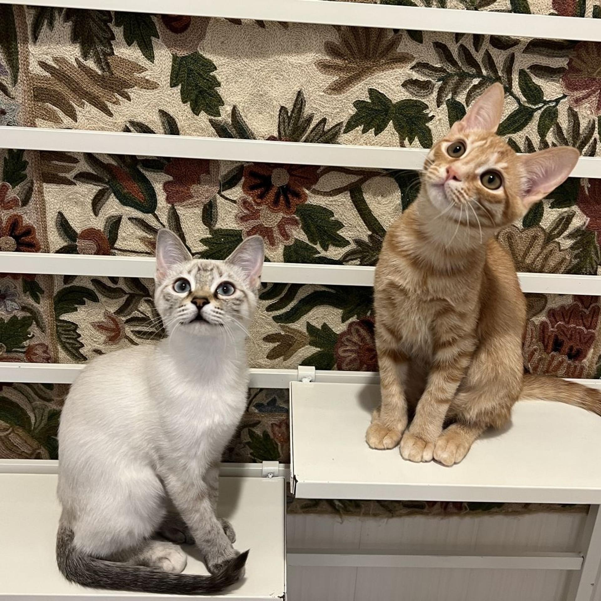 pet-image-8