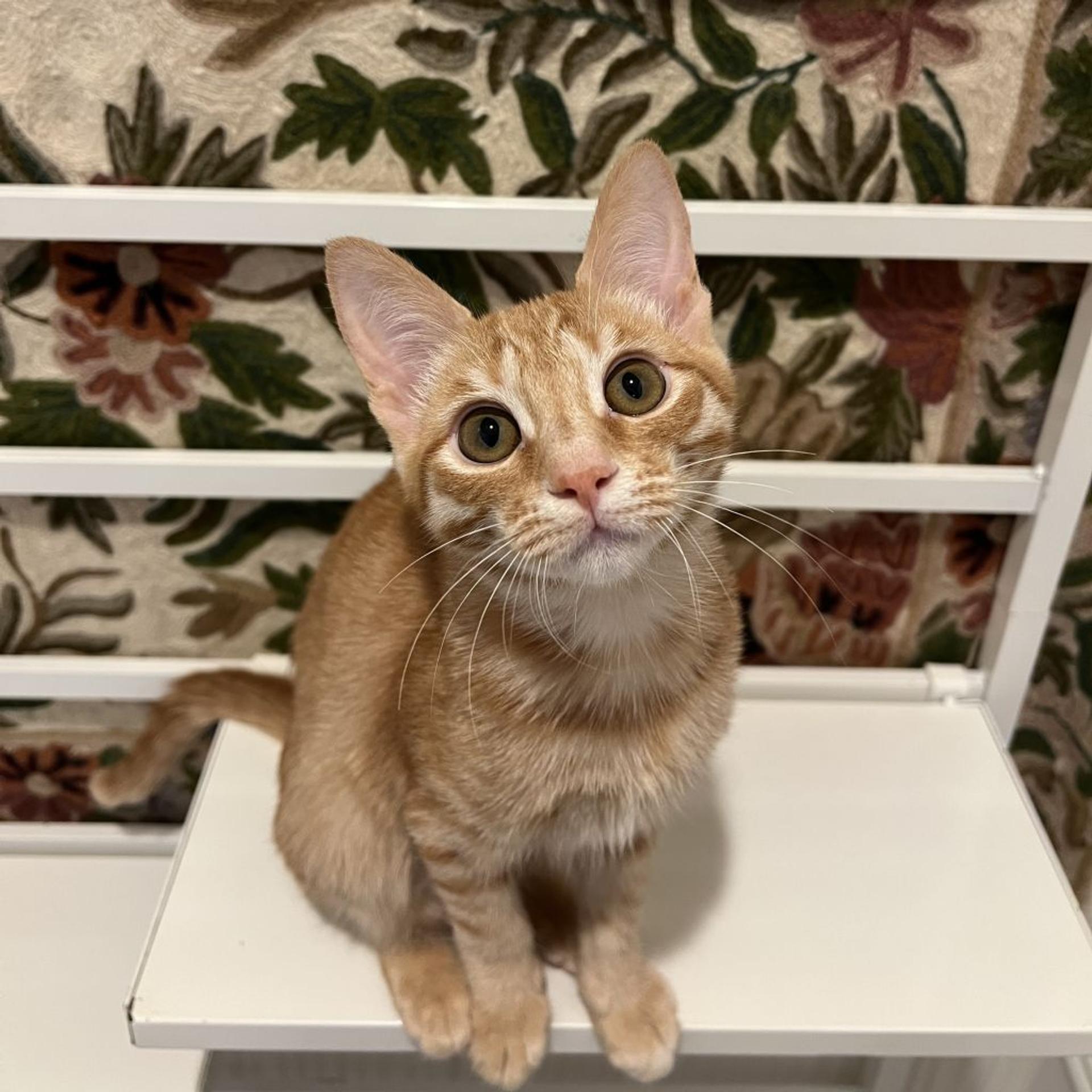 pet-image-9
