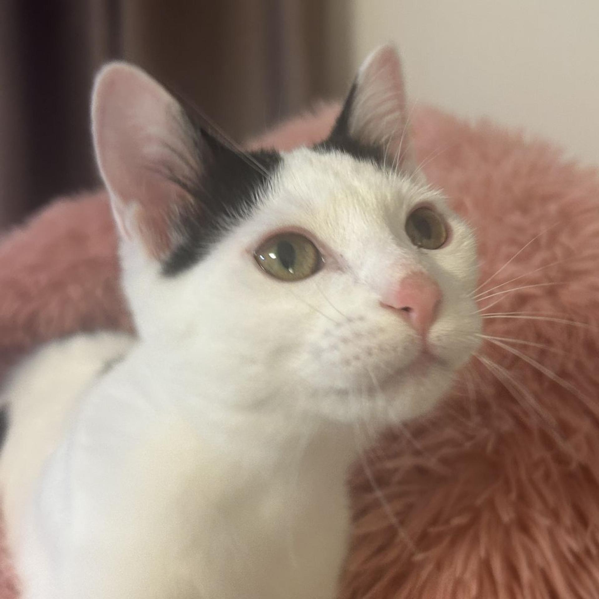 pet-image-8