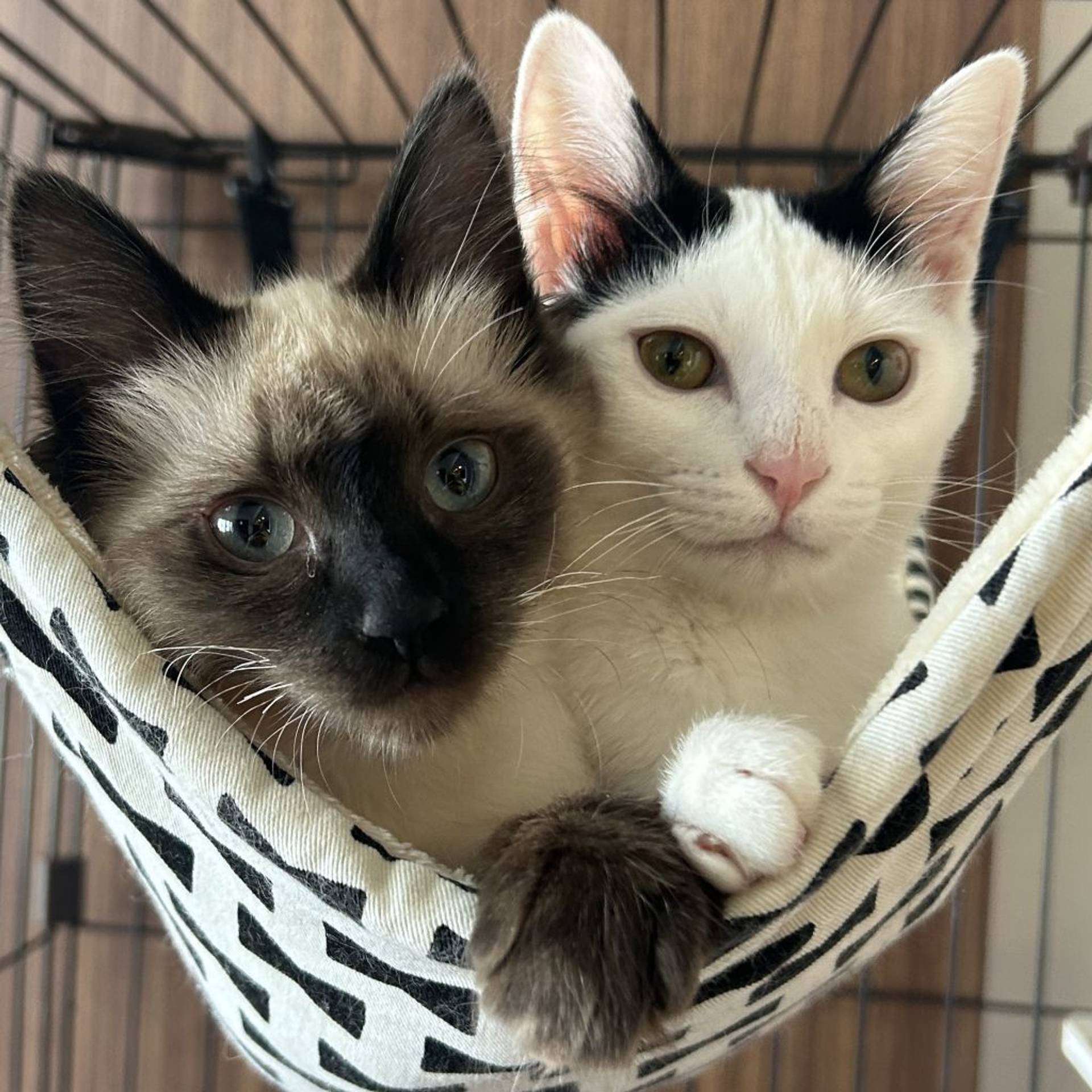 雑種（ミックス猫）・オスの里親募集の写真