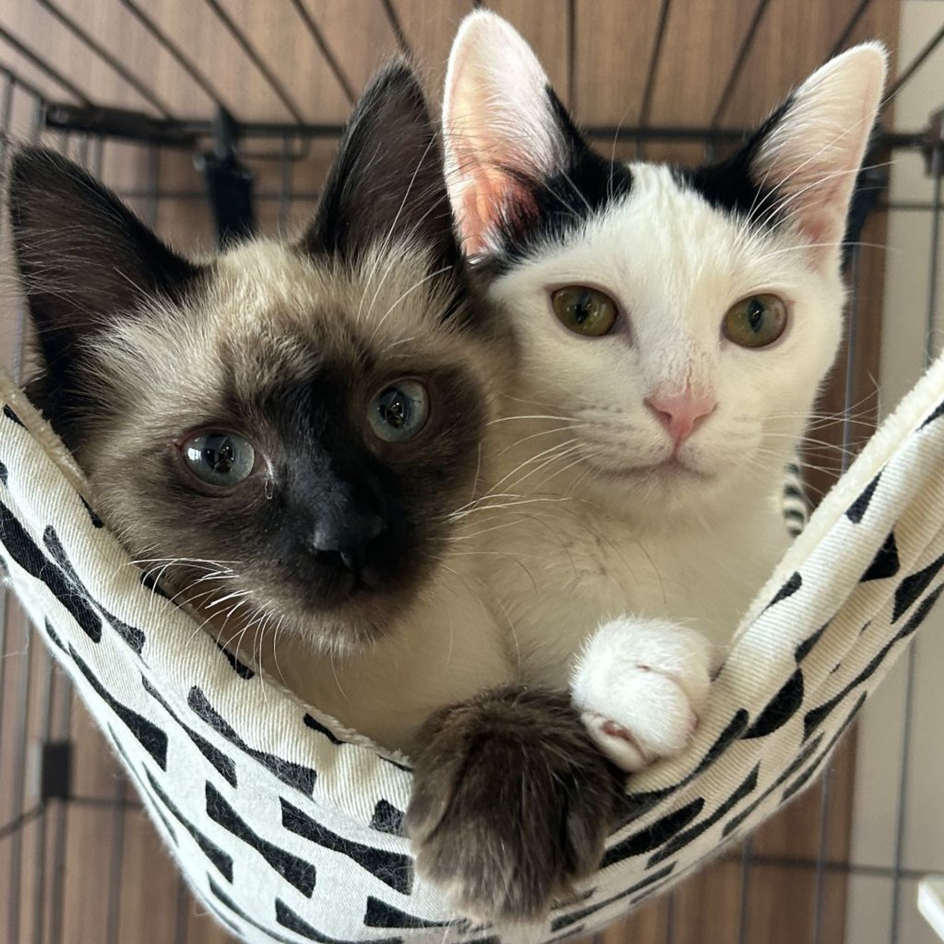 雑種（ミックス猫）・オスの里親募集の写真