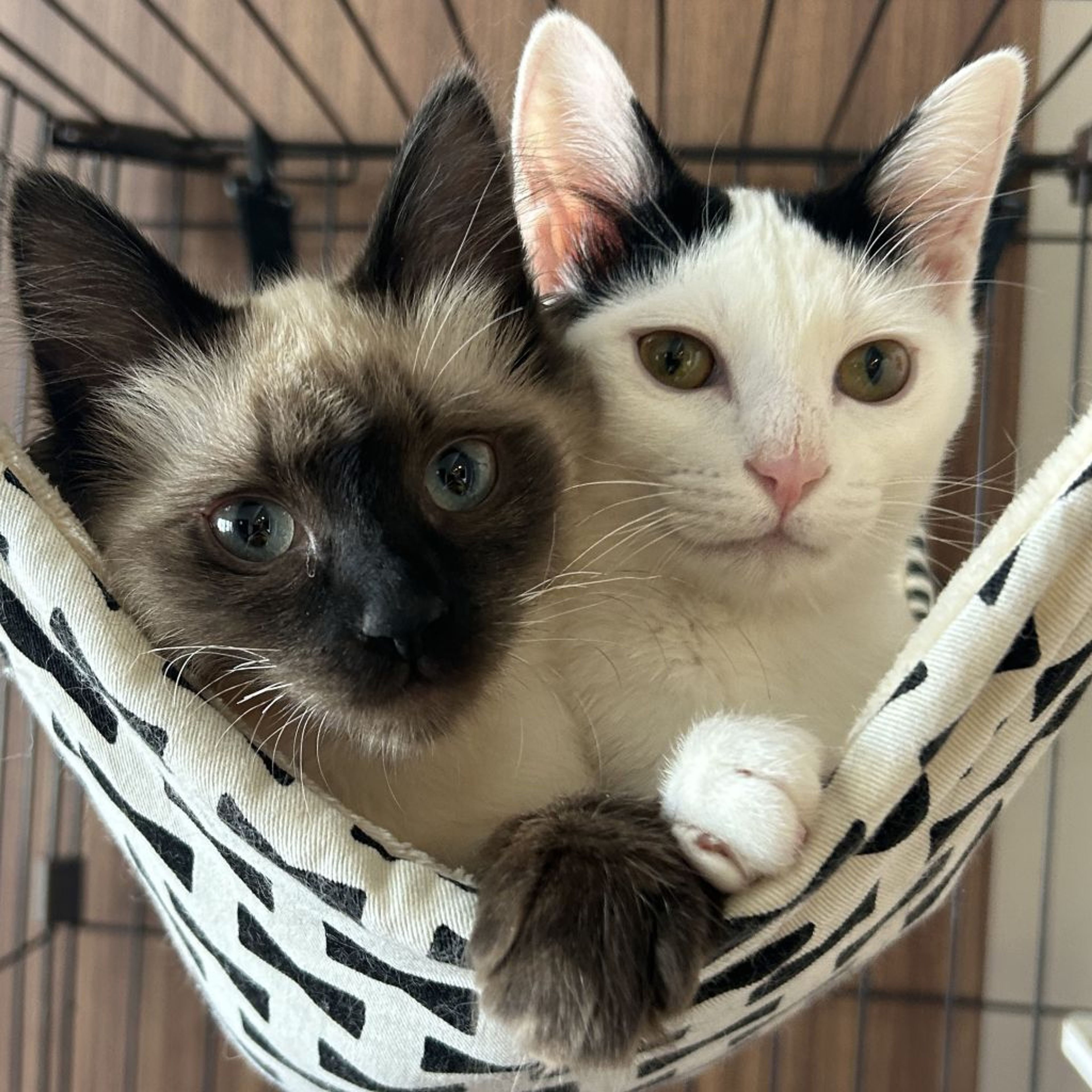 雑種（ミックス猫）・オスの里親募集の写真