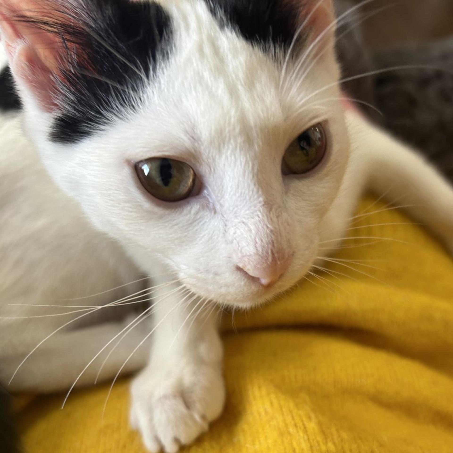 pet-image-4