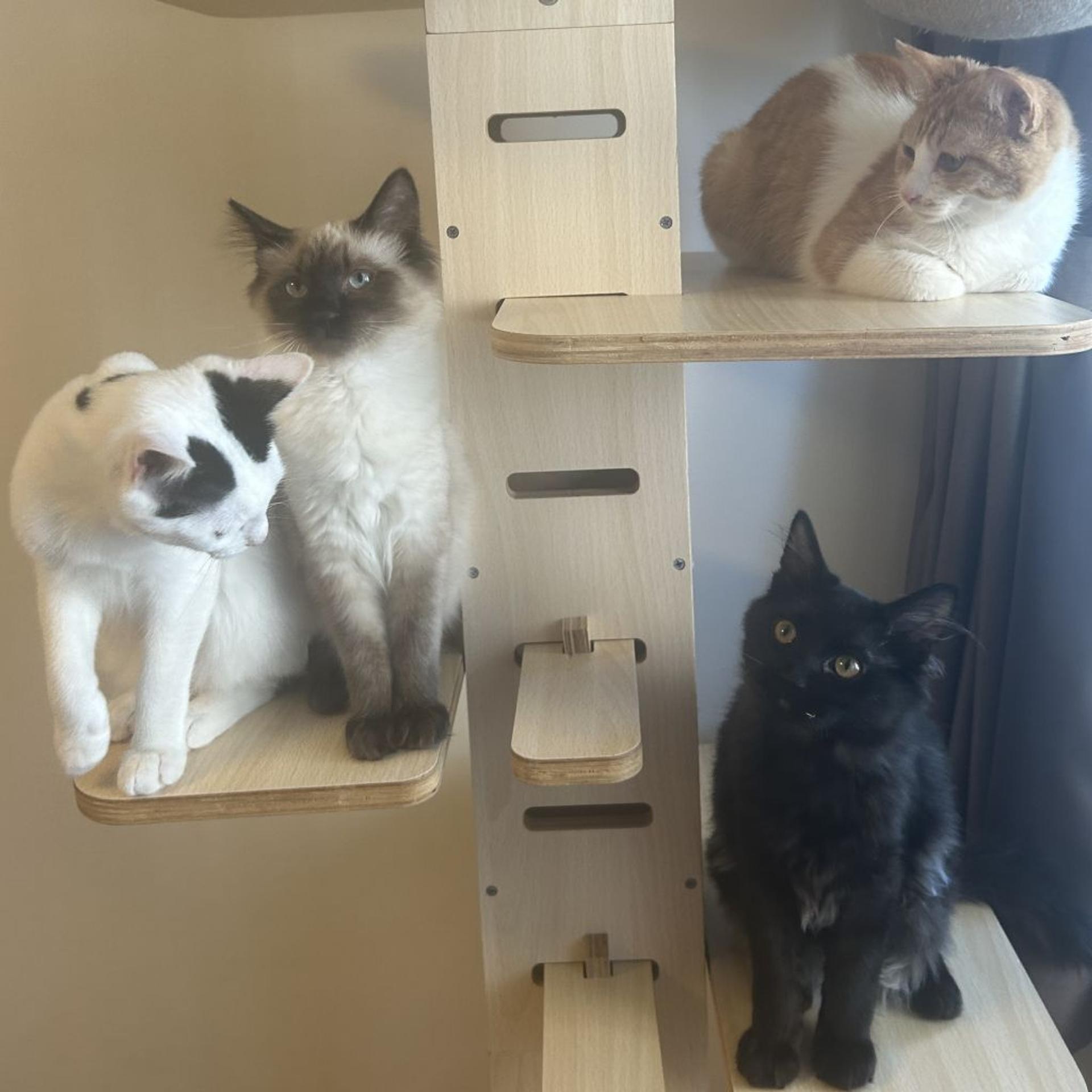 pet-image-5