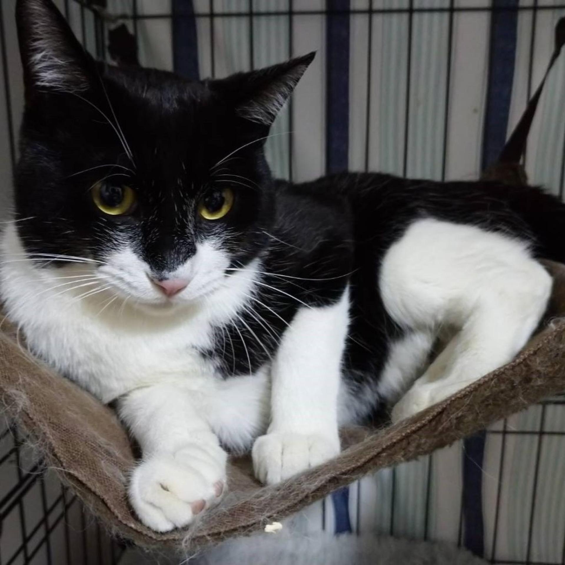 pet-image-3