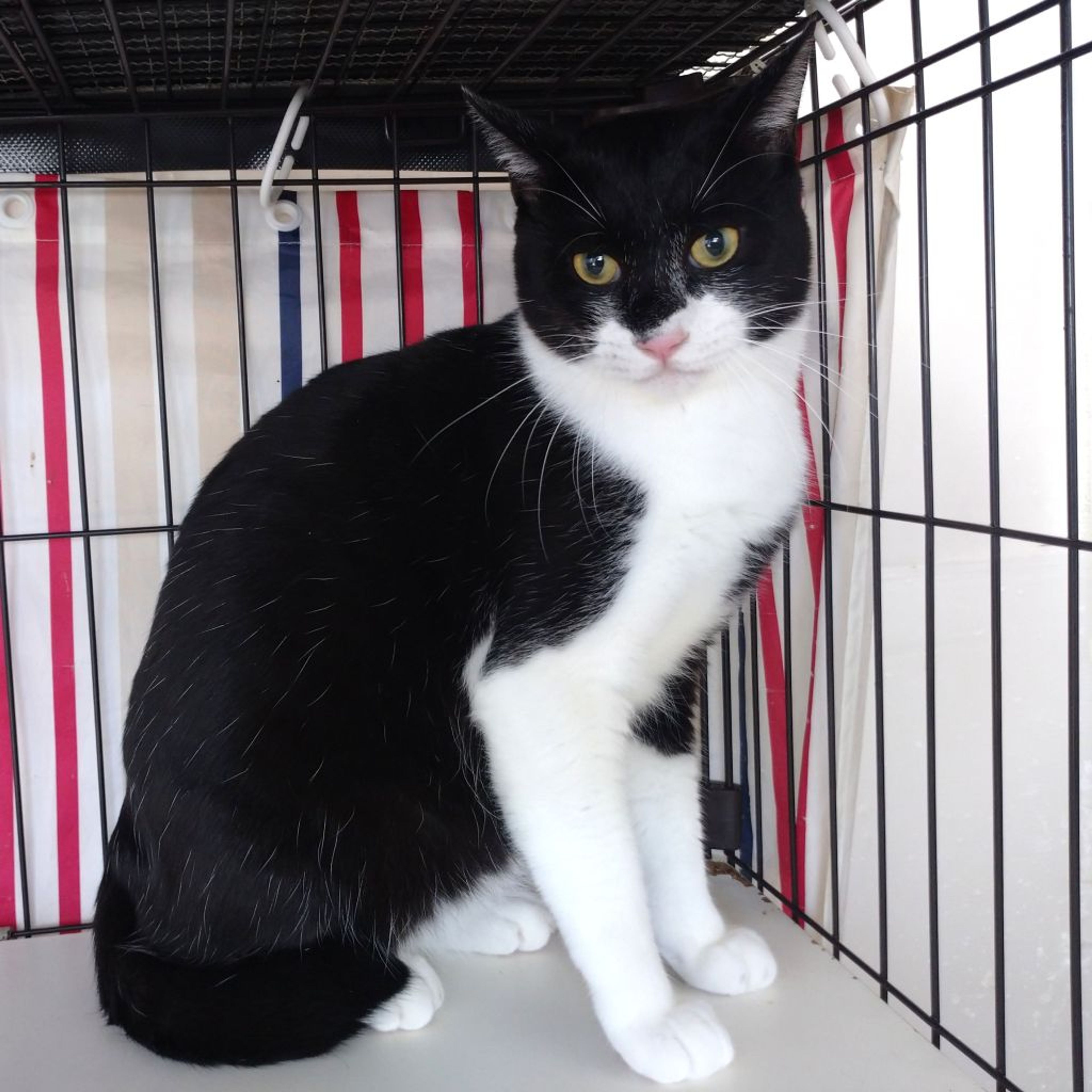 pet-image-4