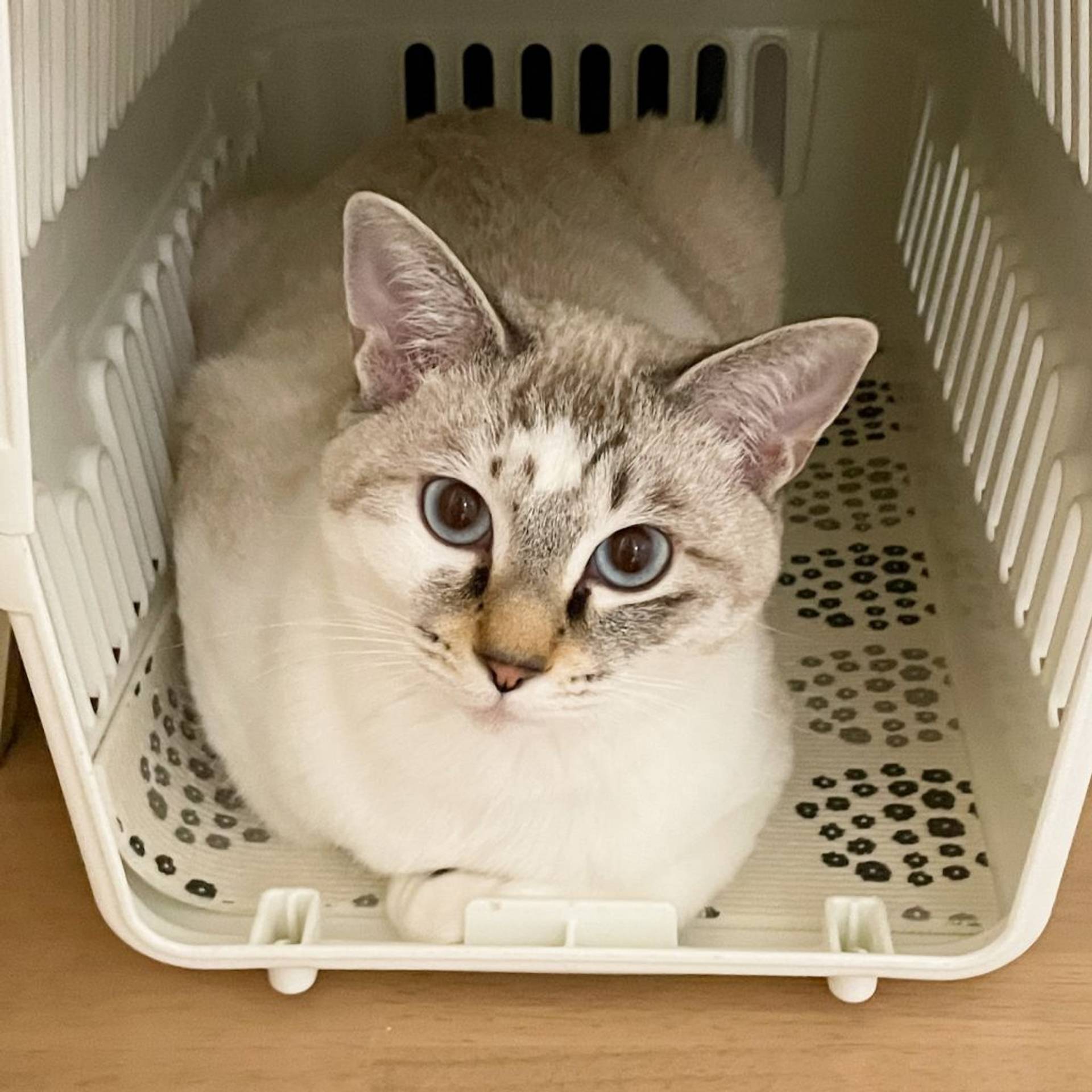 雑種（ミックス猫）・オスの里親募集の写真
