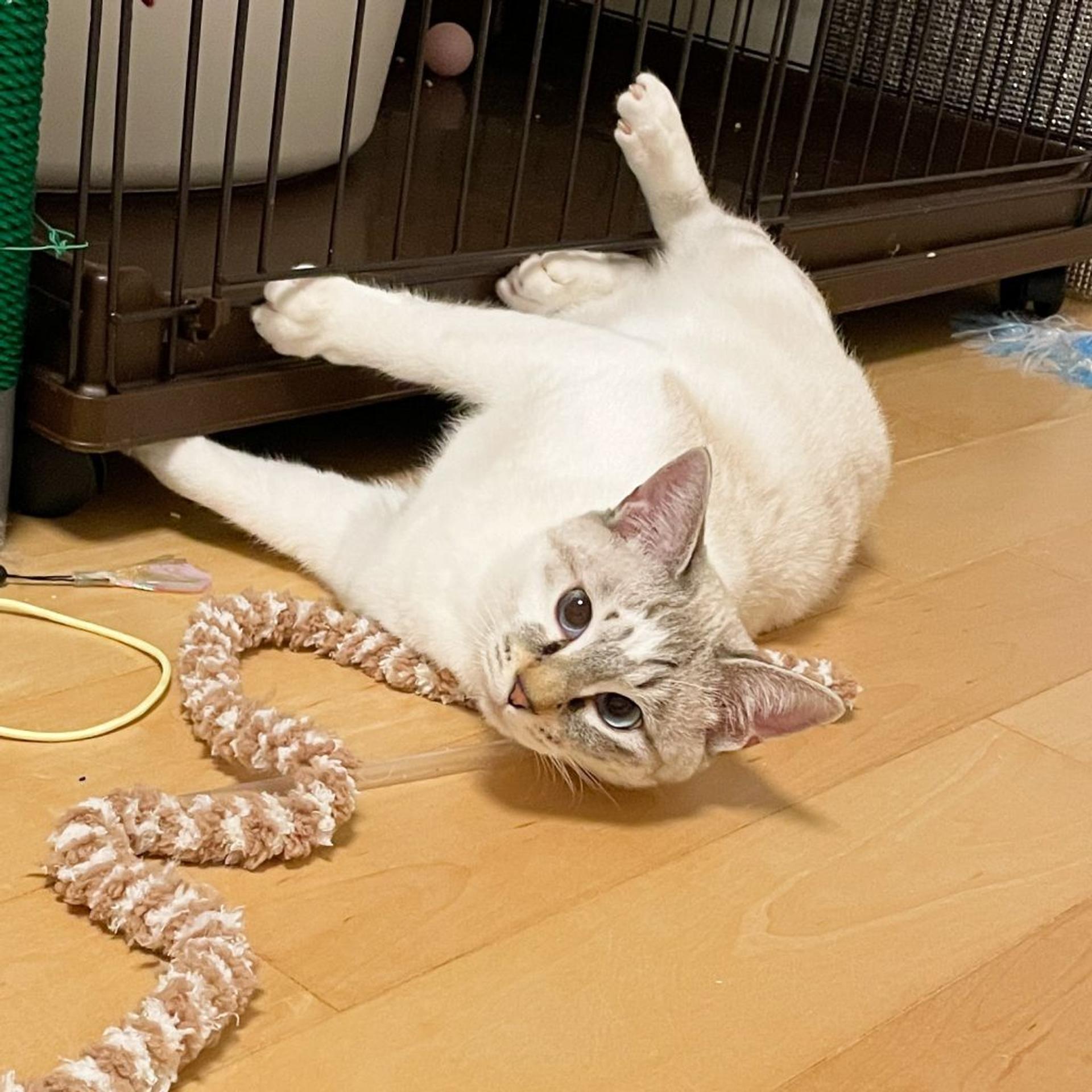 pet-image-3